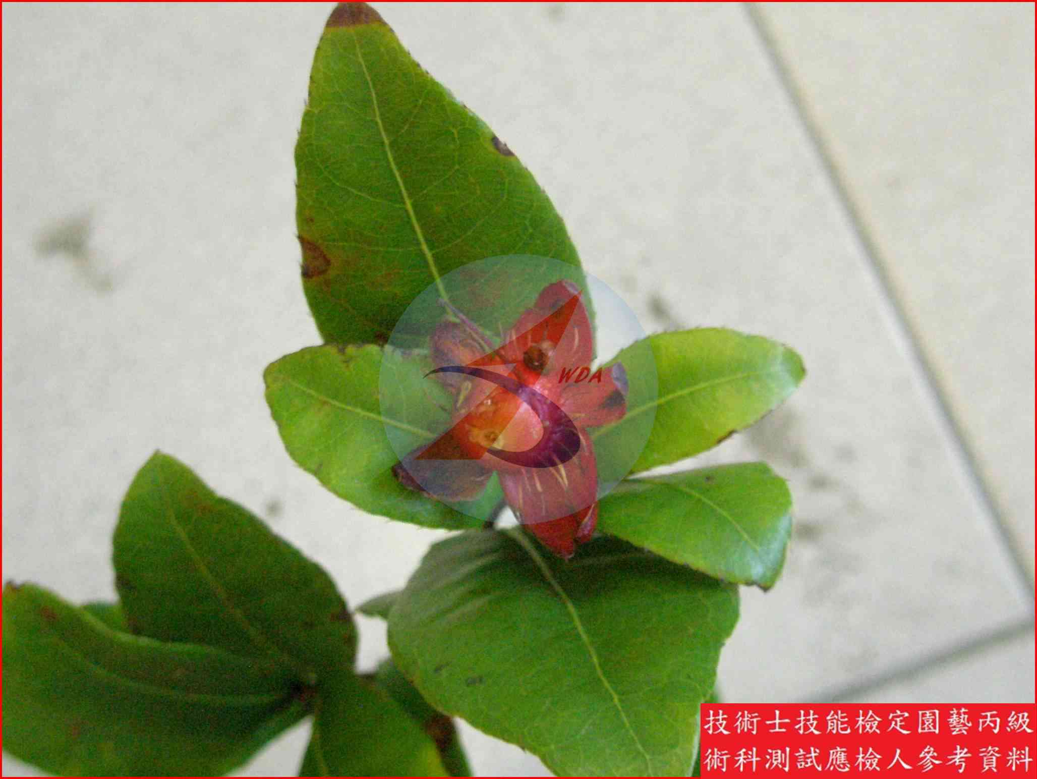 桂葉黃梅 園藝丙級識別圖片 5