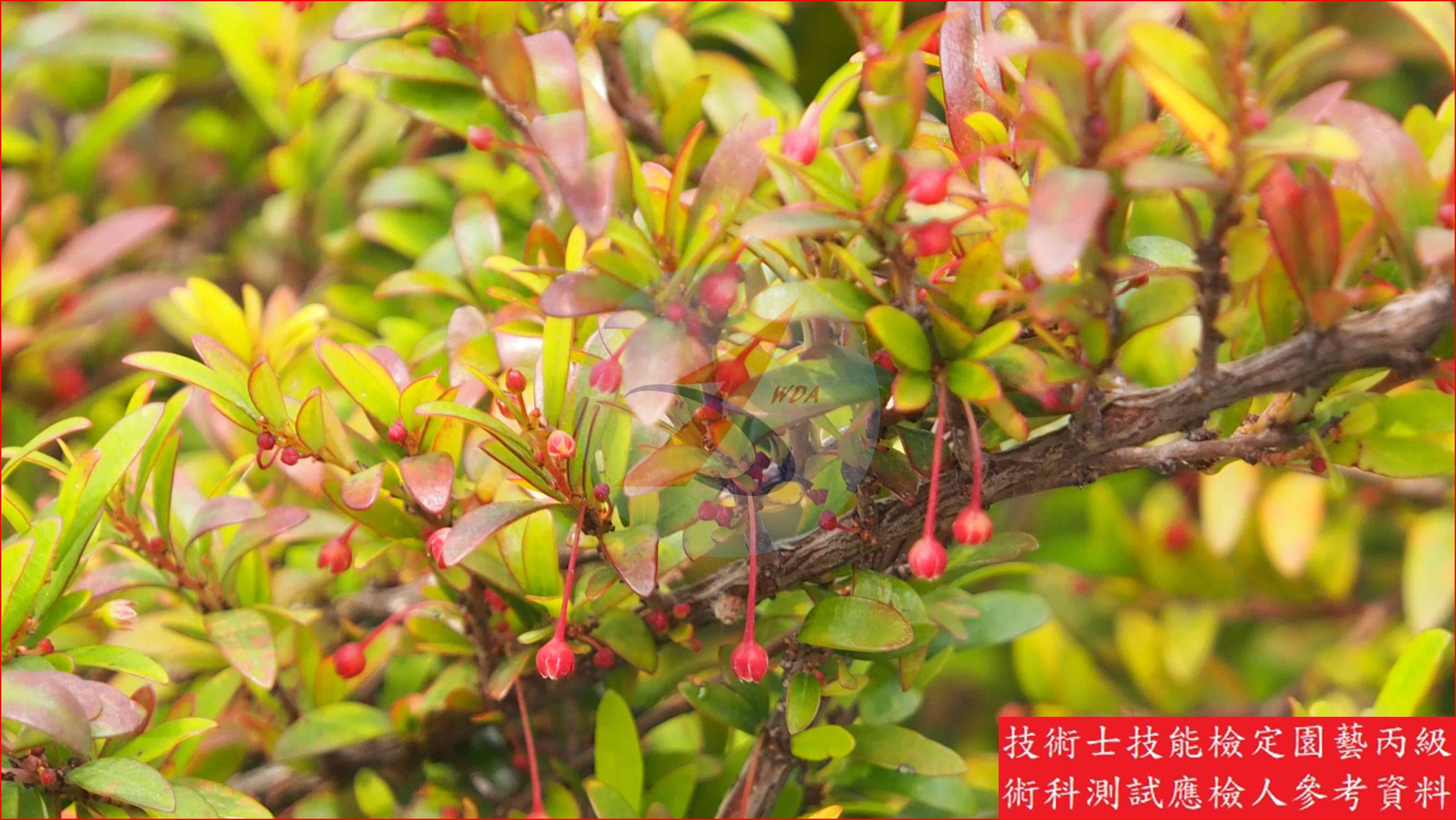 錫蘭葉下珠 園藝丙級辨識圖片