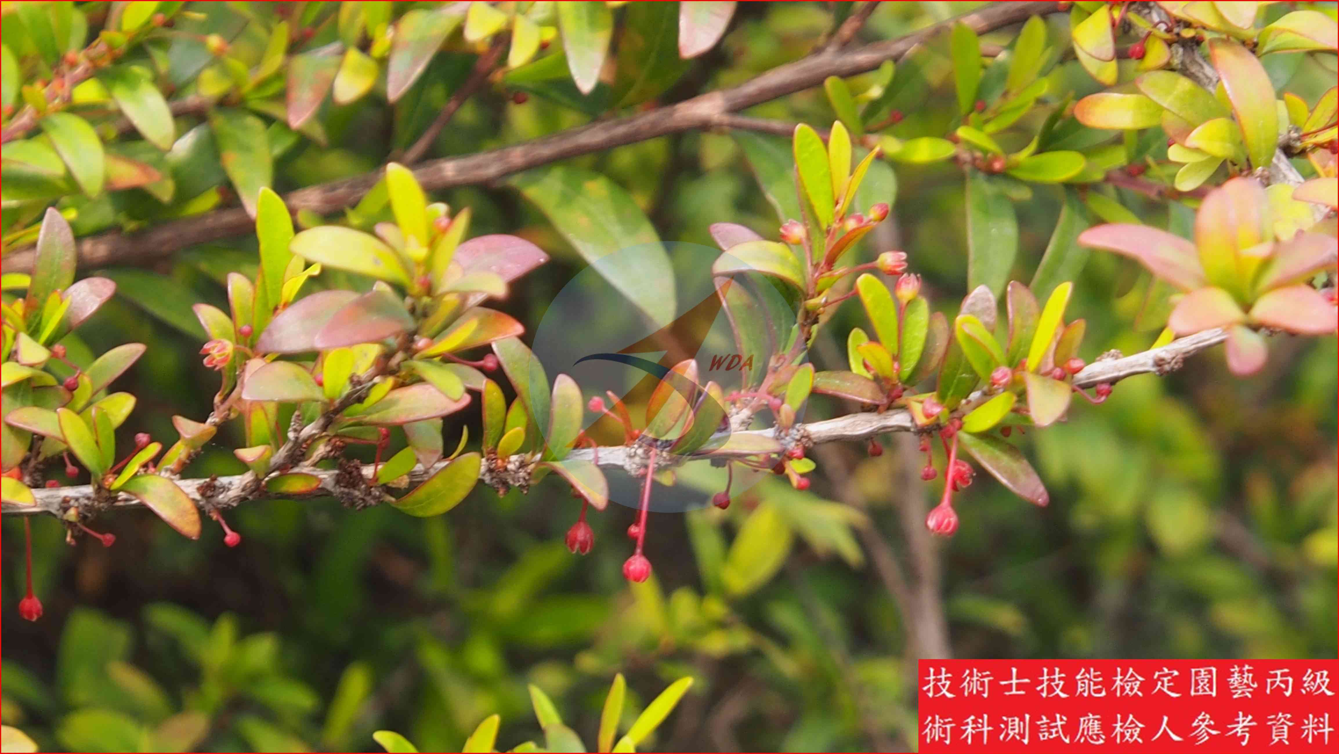 錫蘭葉下珠 園藝丙級識別圖片 2