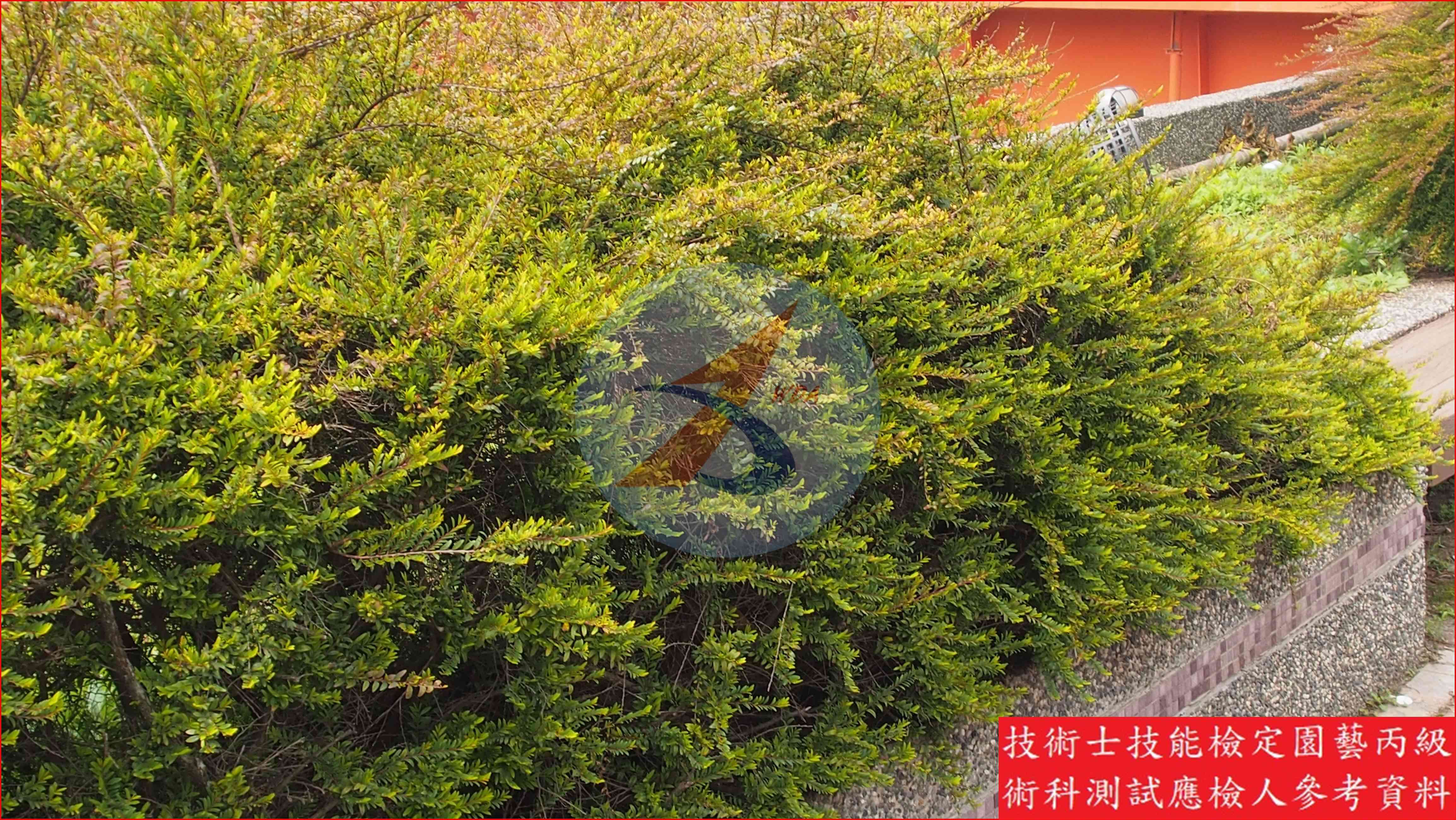 錫蘭葉下珠 園藝丙級識別圖片 5