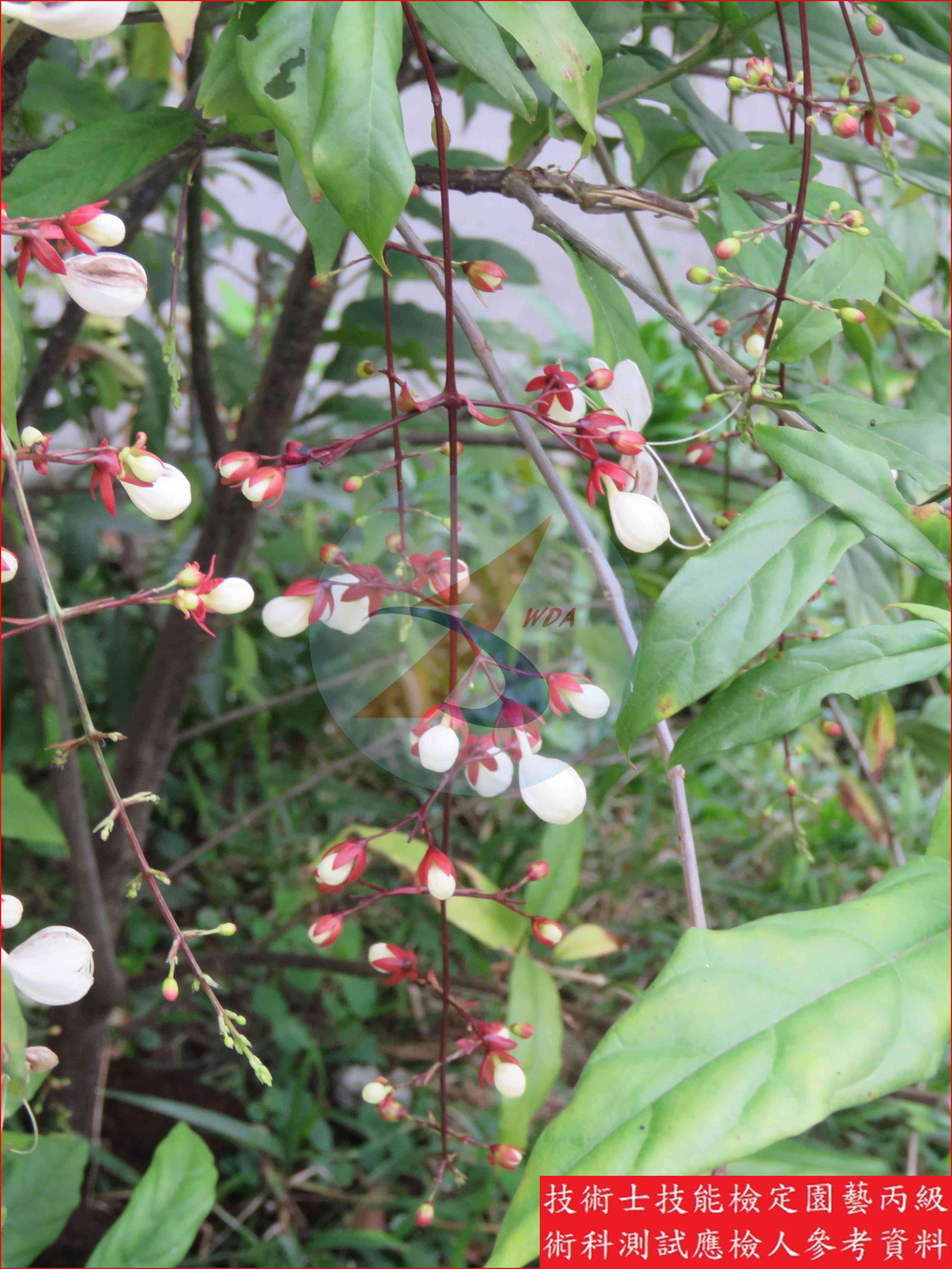 垂枝茉莉 園藝丙級識別主圖