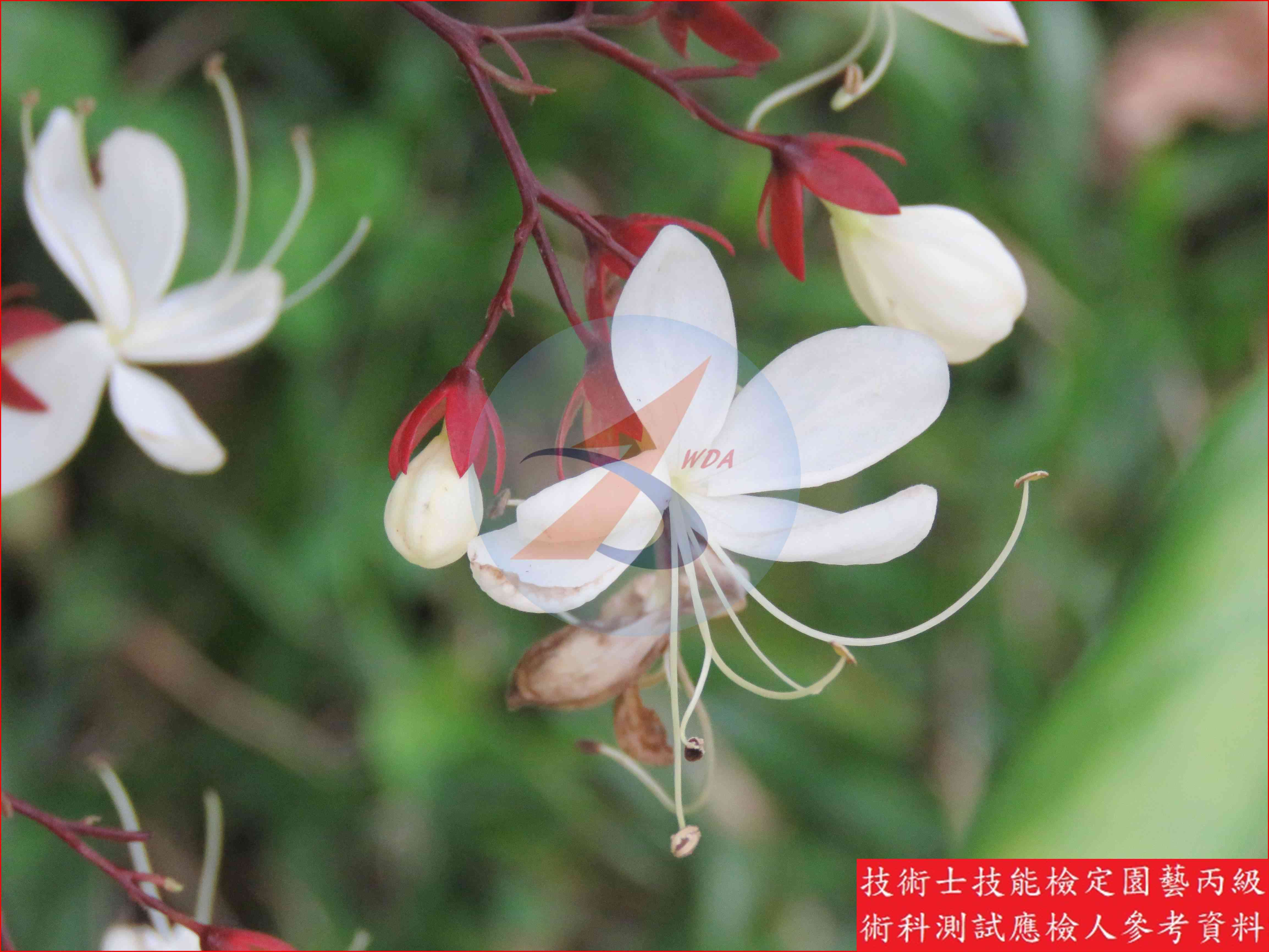 垂枝茉莉 園藝丙級識別圖片 2