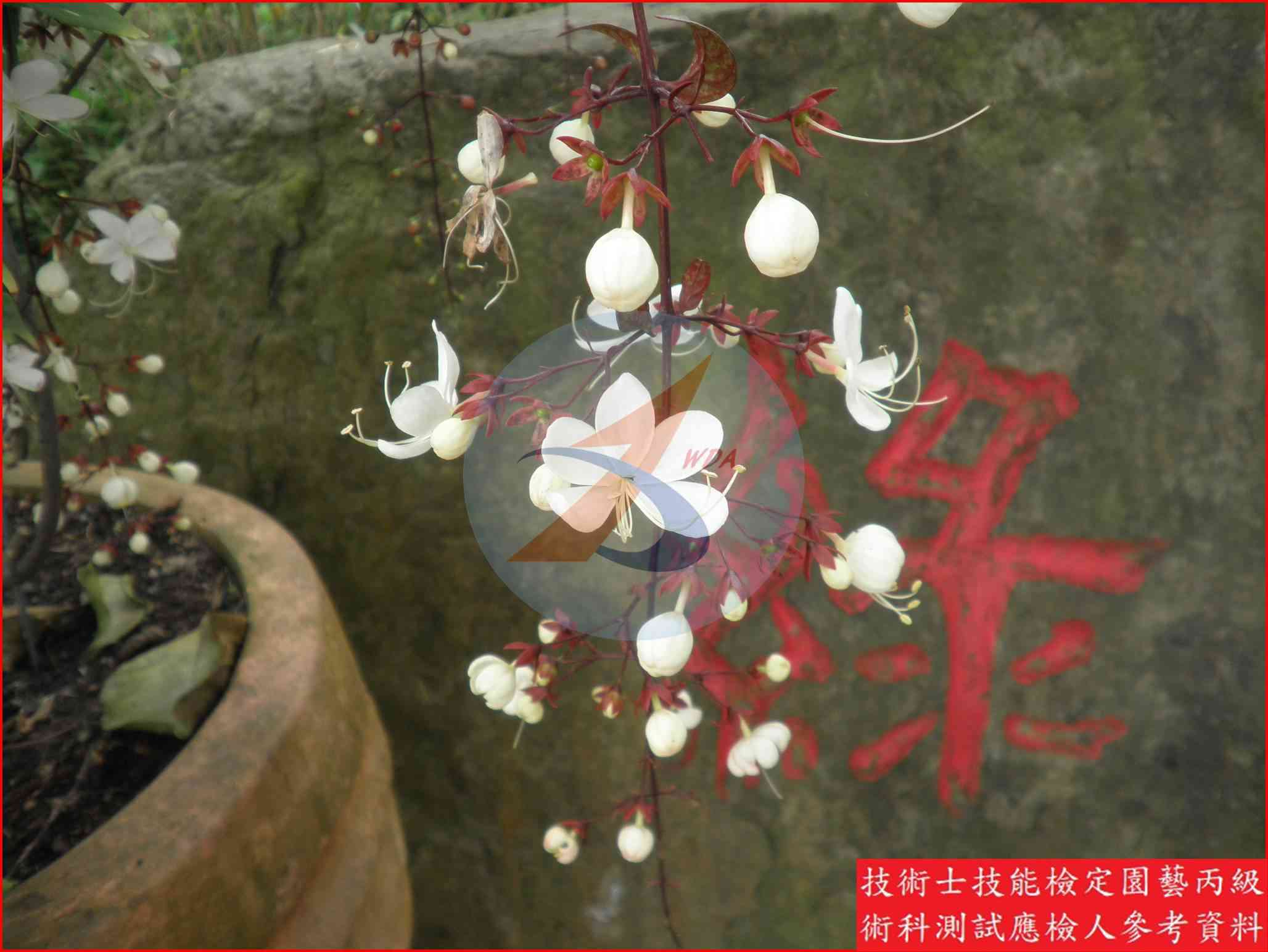 垂枝茉莉 園藝丙級識別圖片 3