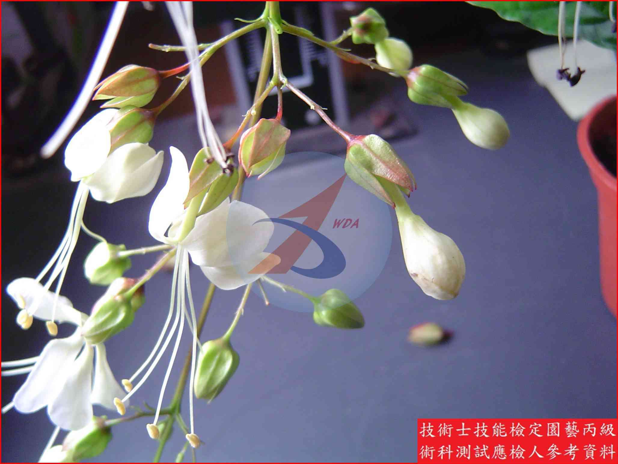 垂枝茉莉 園藝丙級識別圖片 5