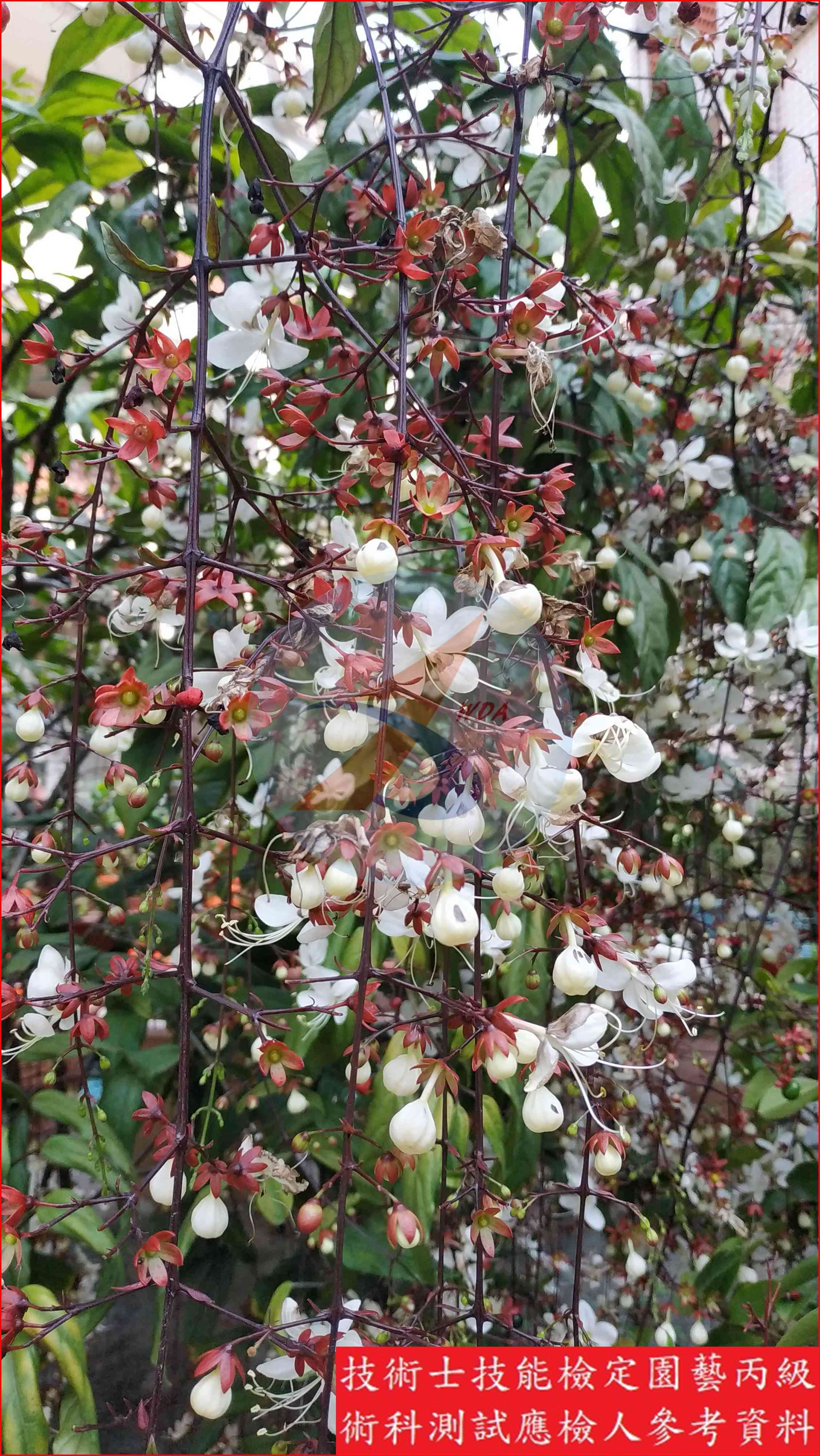 垂枝茉莉 園藝丙級識別圖片 6