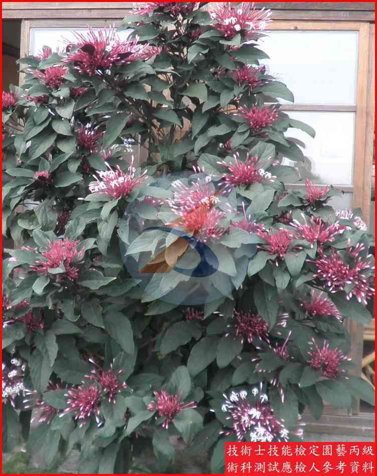 星爍山茉莉 園藝丙級辨識圖片
