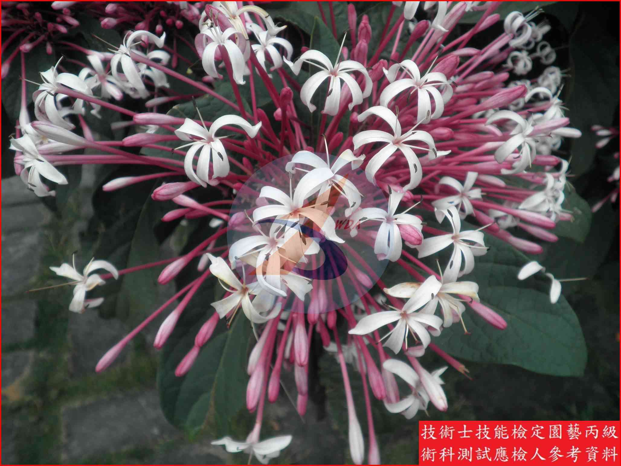 星爍山茉莉 園藝丙級識別圖片 2