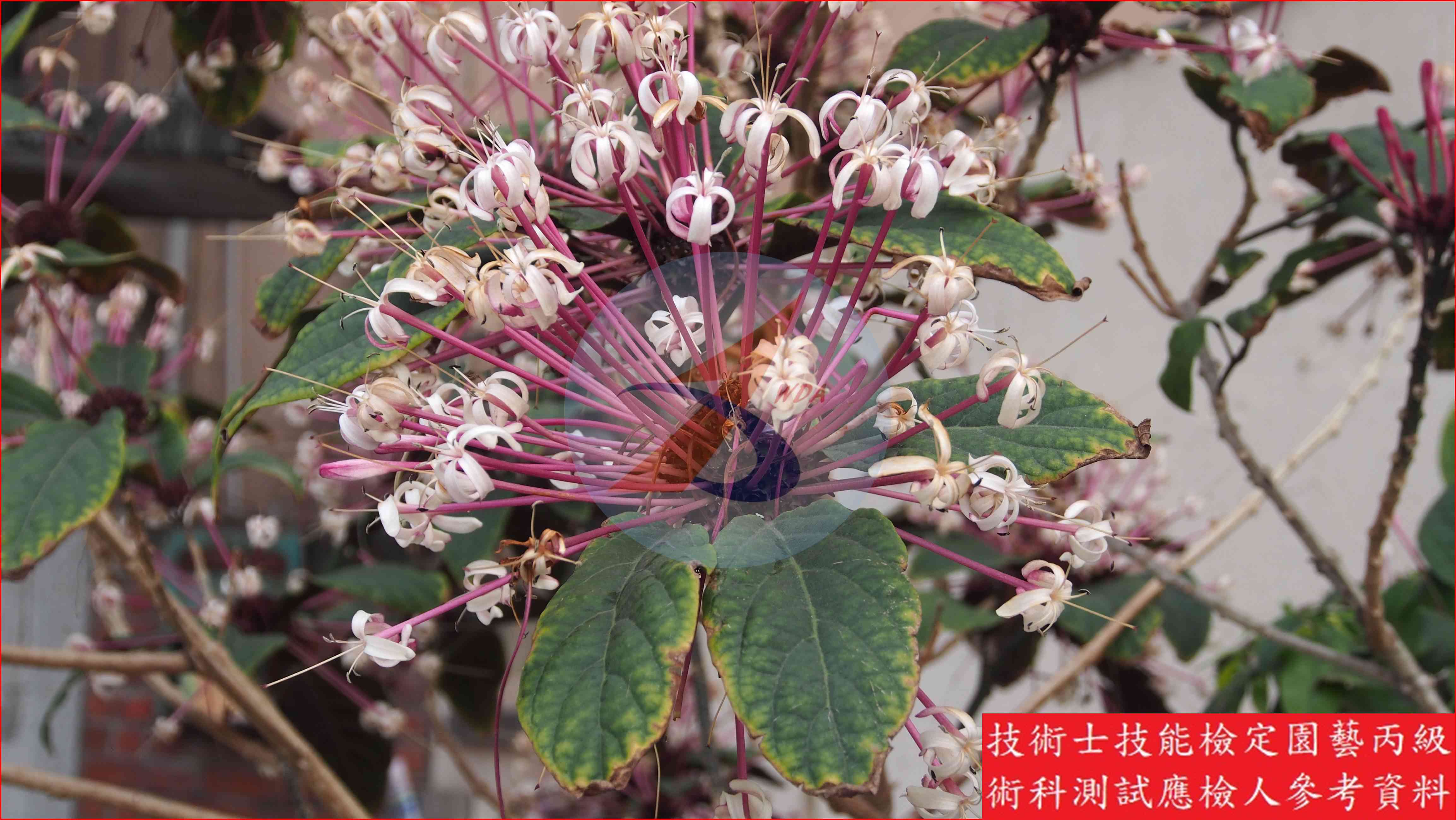 星爍山茉莉 園藝丙級識別圖片 3