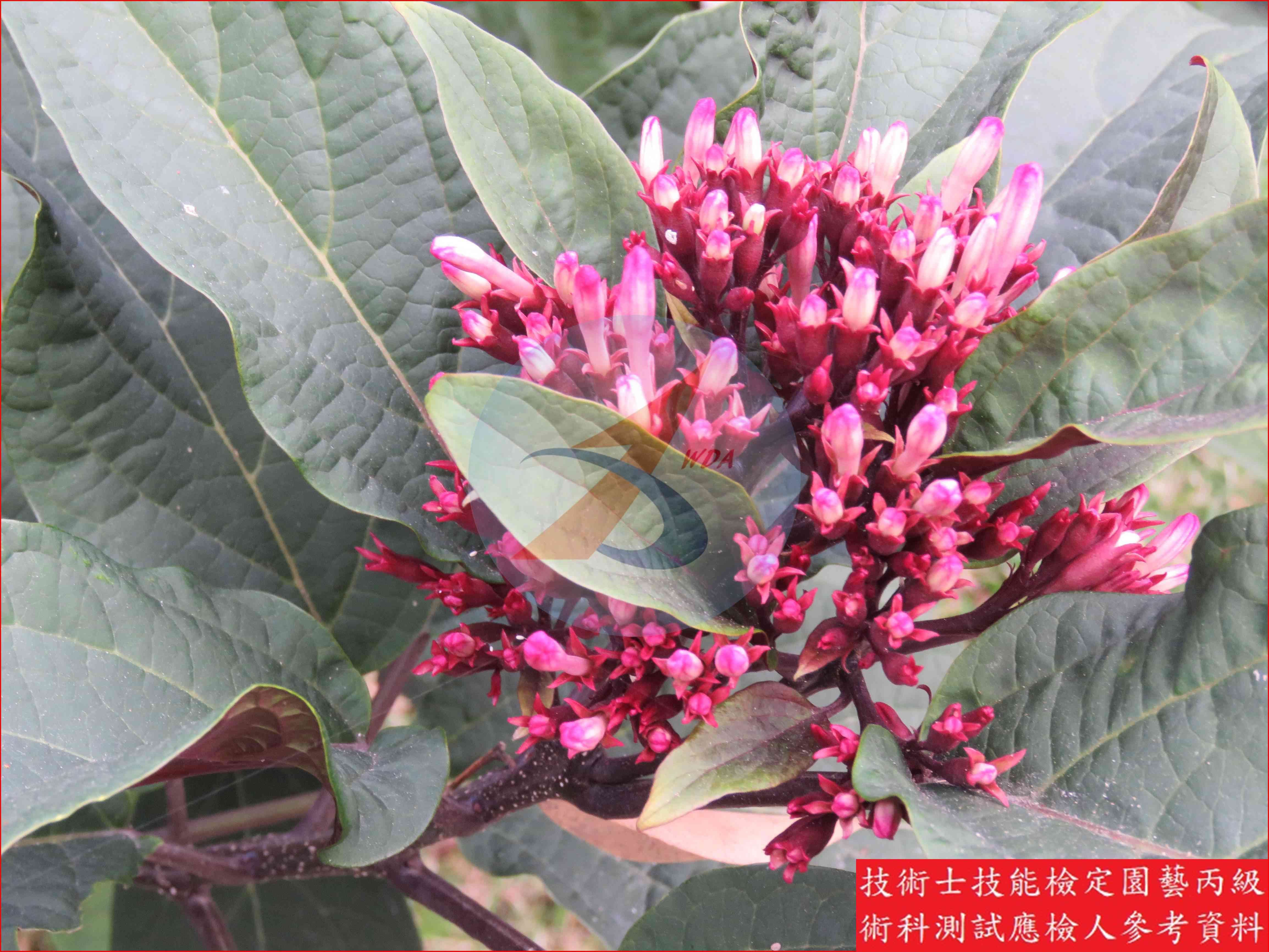 星爍山茉莉 園藝丙級識別圖片 4