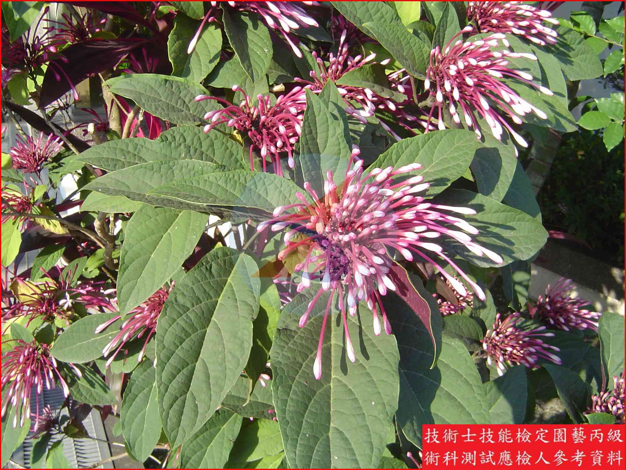 星爍山茉莉 園藝丙級識別圖片 5
