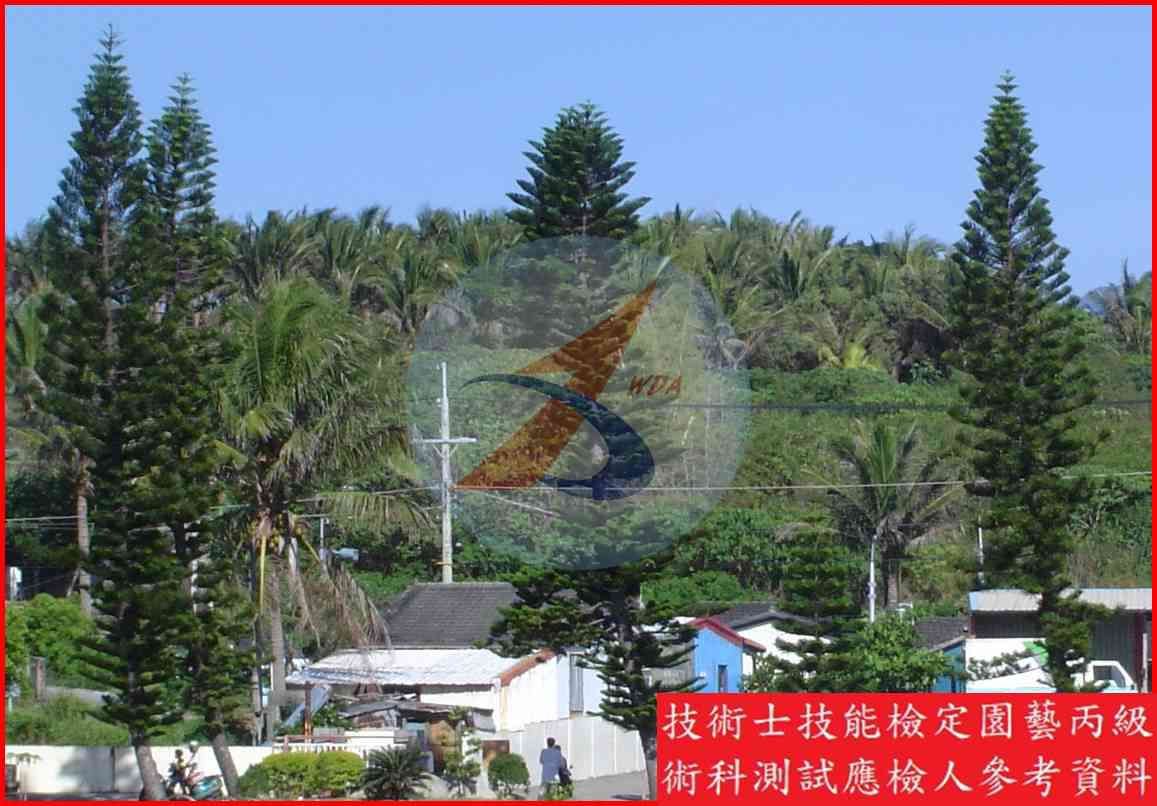 小葉南洋杉 園藝丙級識別圖片 2