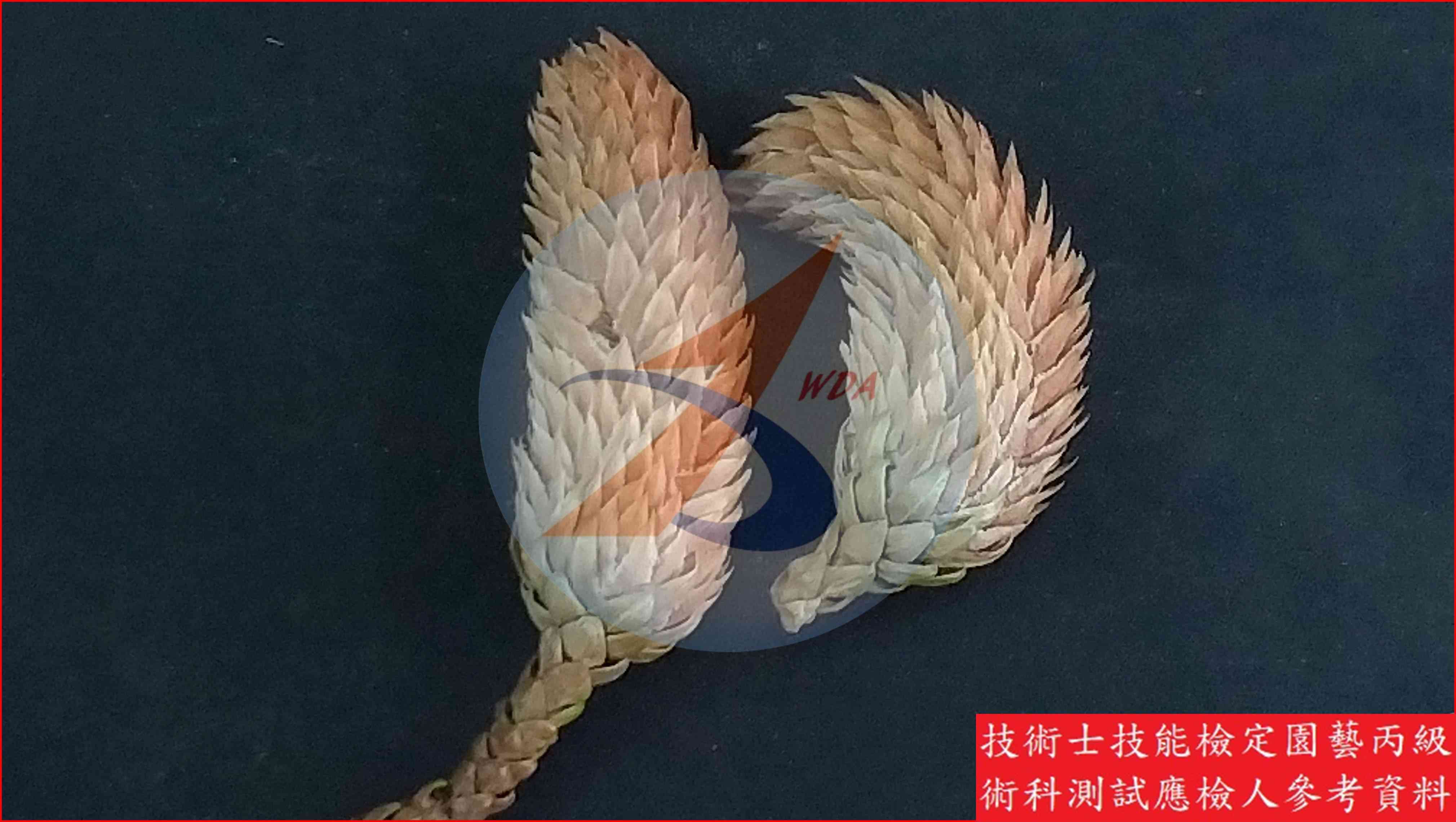 小葉南洋杉 園藝丙級識別圖片 3