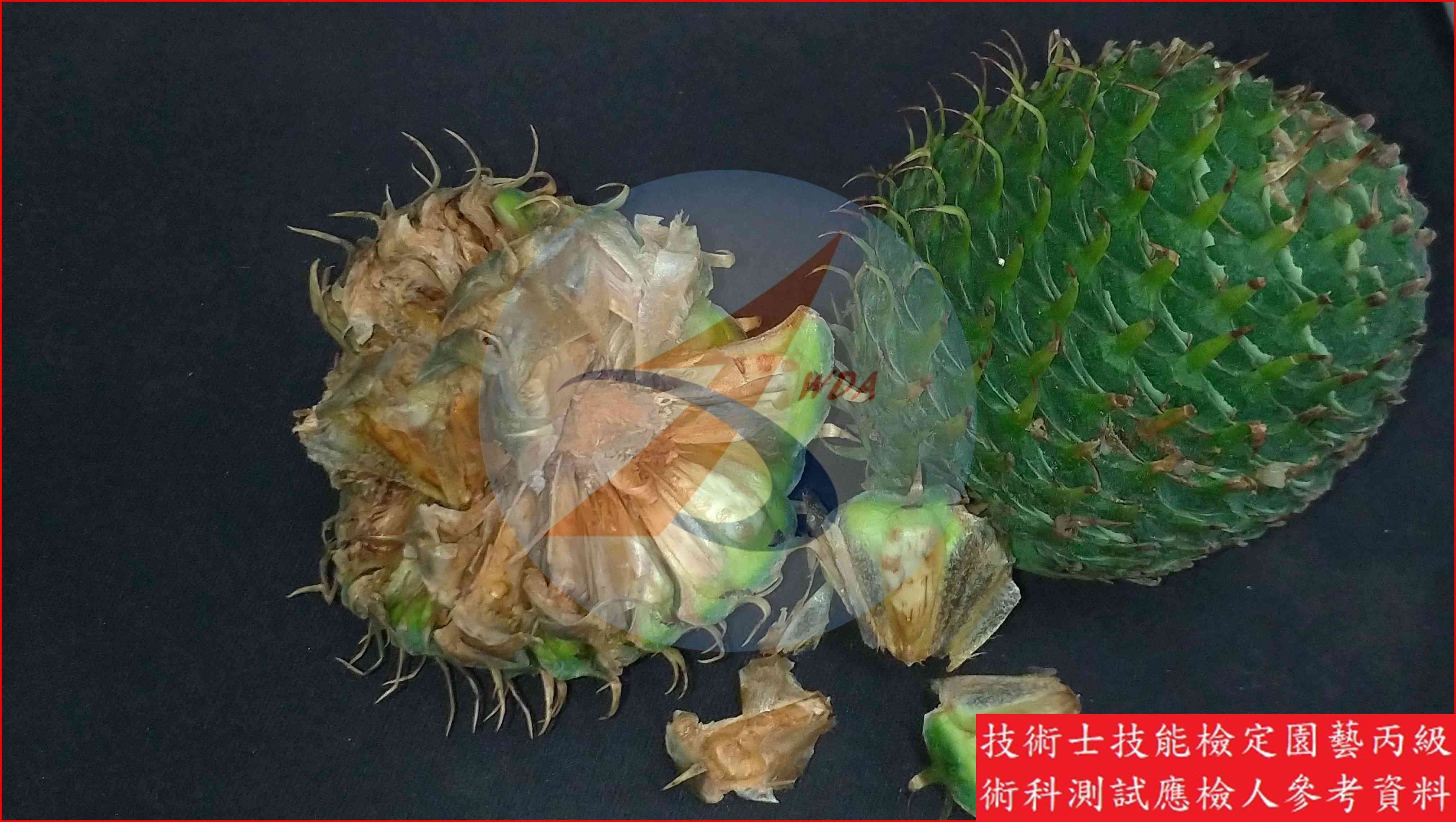 小葉南洋杉 園藝丙級識別圖片 4
