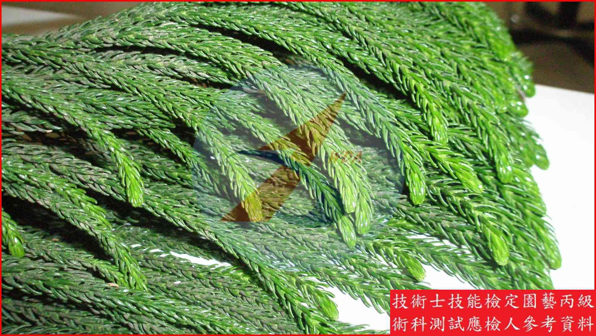 小葉南洋杉 園藝丙級識別圖片 5