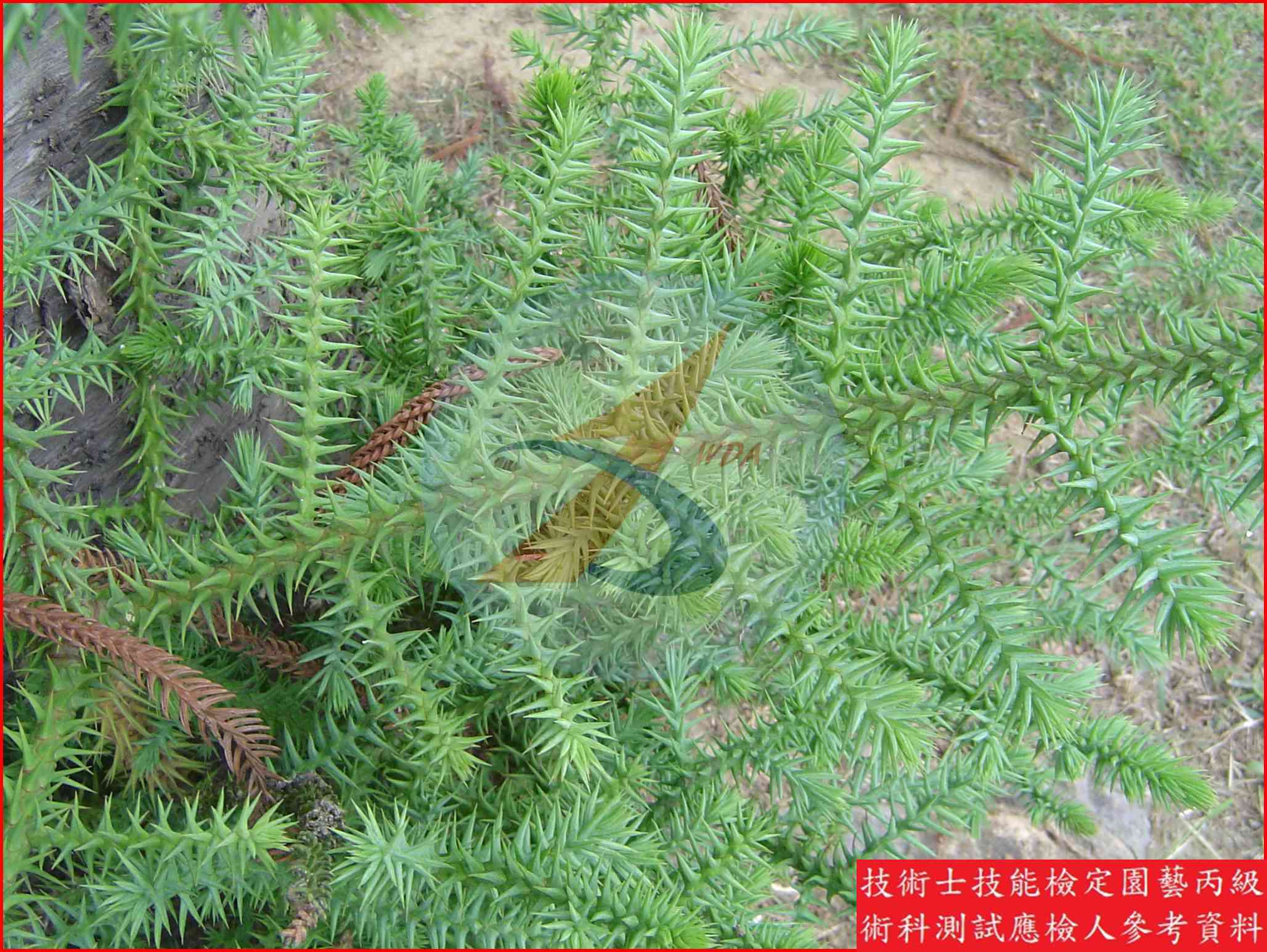 肯氏南洋杉 園藝丙級辨識圖片