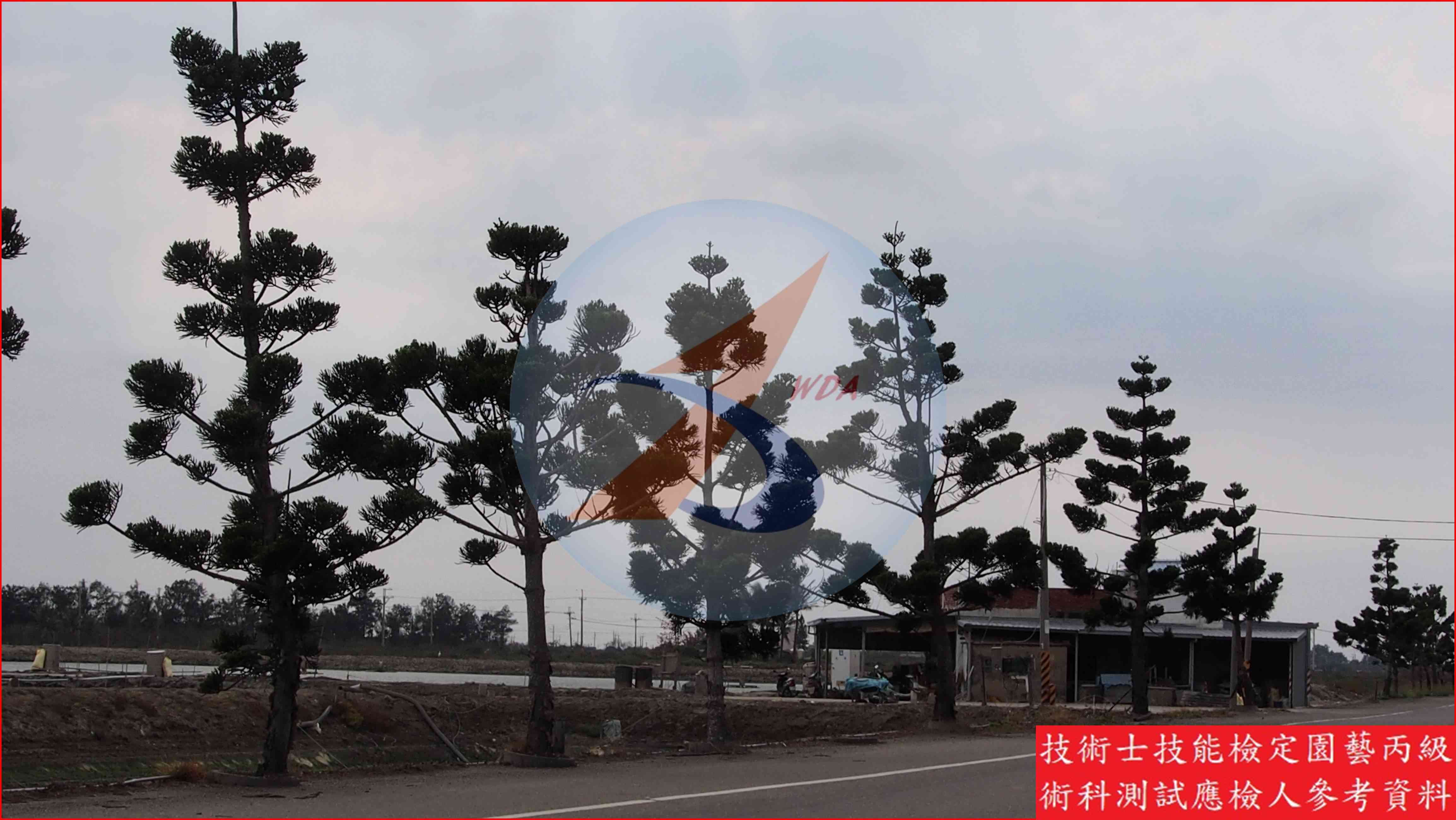 肯氏南洋杉 園藝丙級識別圖片 2