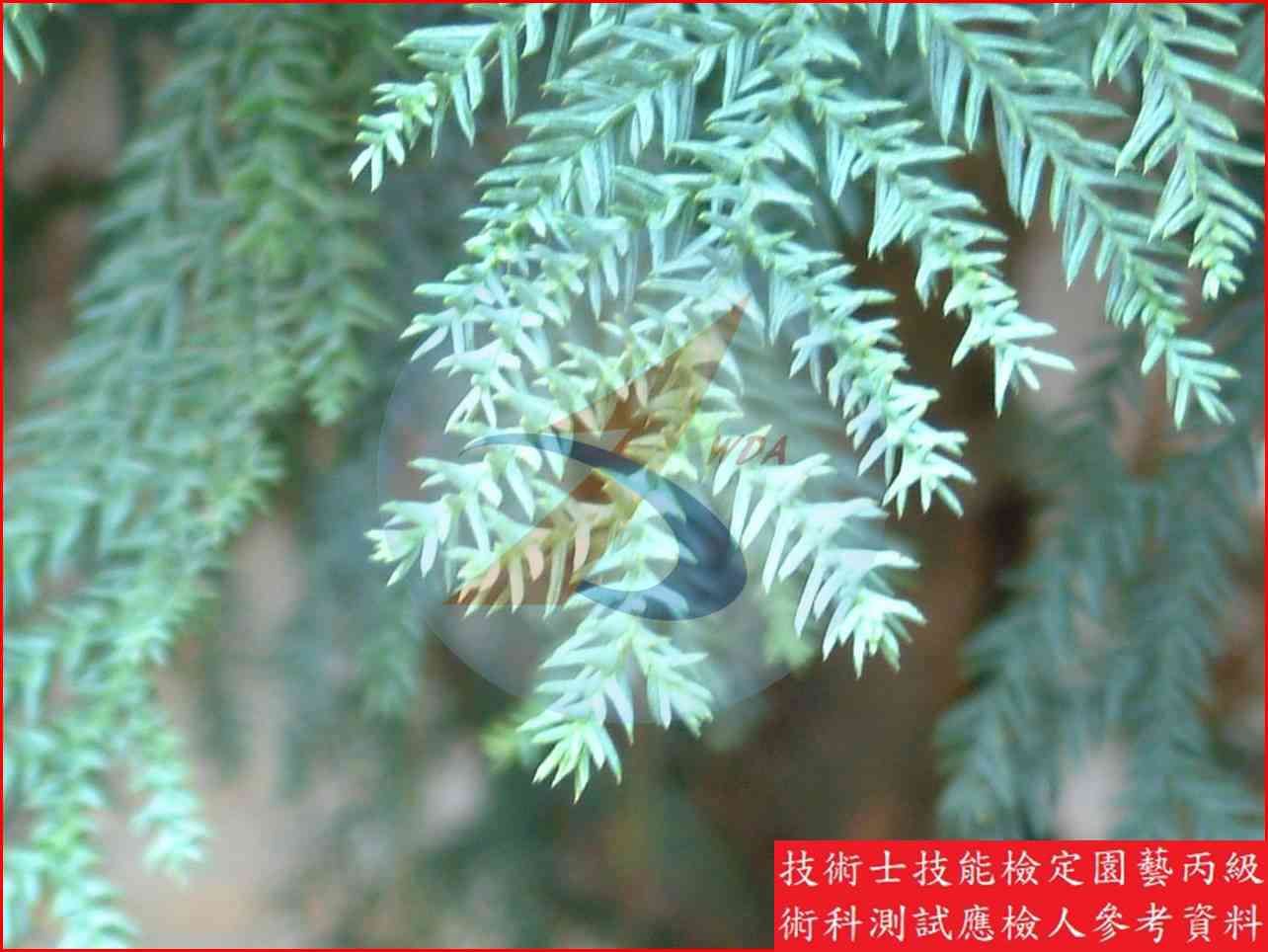 肯氏南洋杉 園藝丙級識別圖片 4