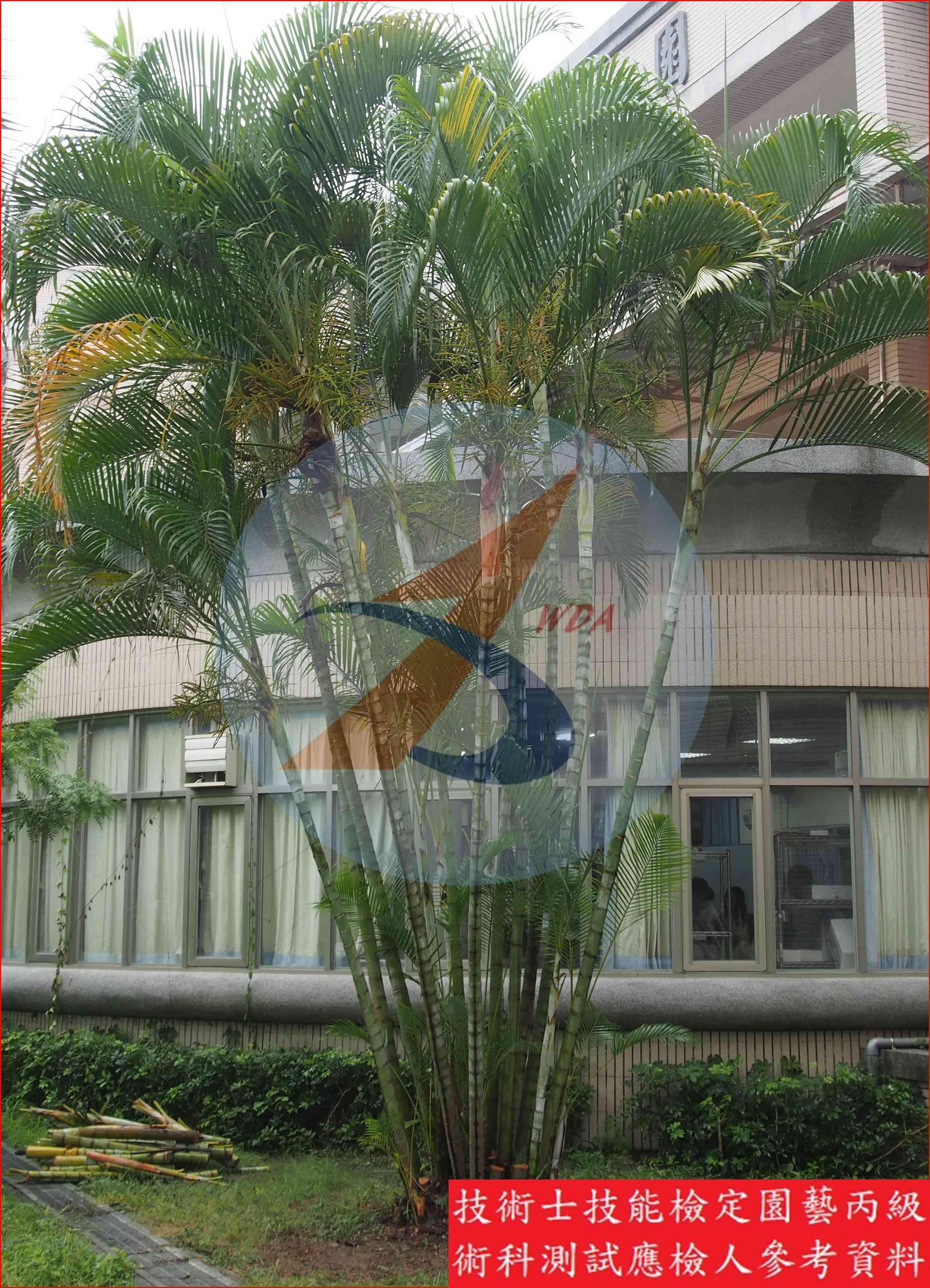 黃椰子 園藝丙級辨識圖片