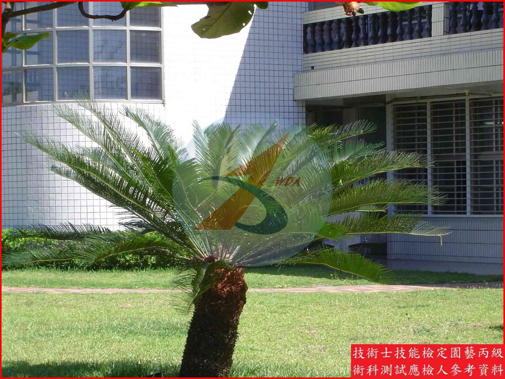 蘇鐵 園藝丙級識別圖片 2