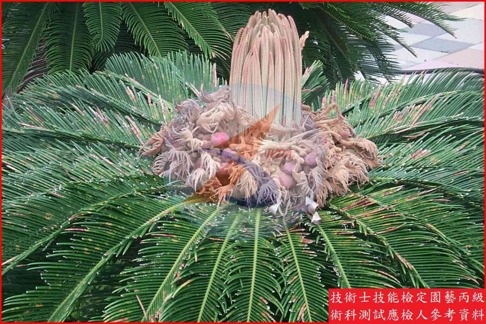 蘇鐵 園藝丙級識別圖片 6