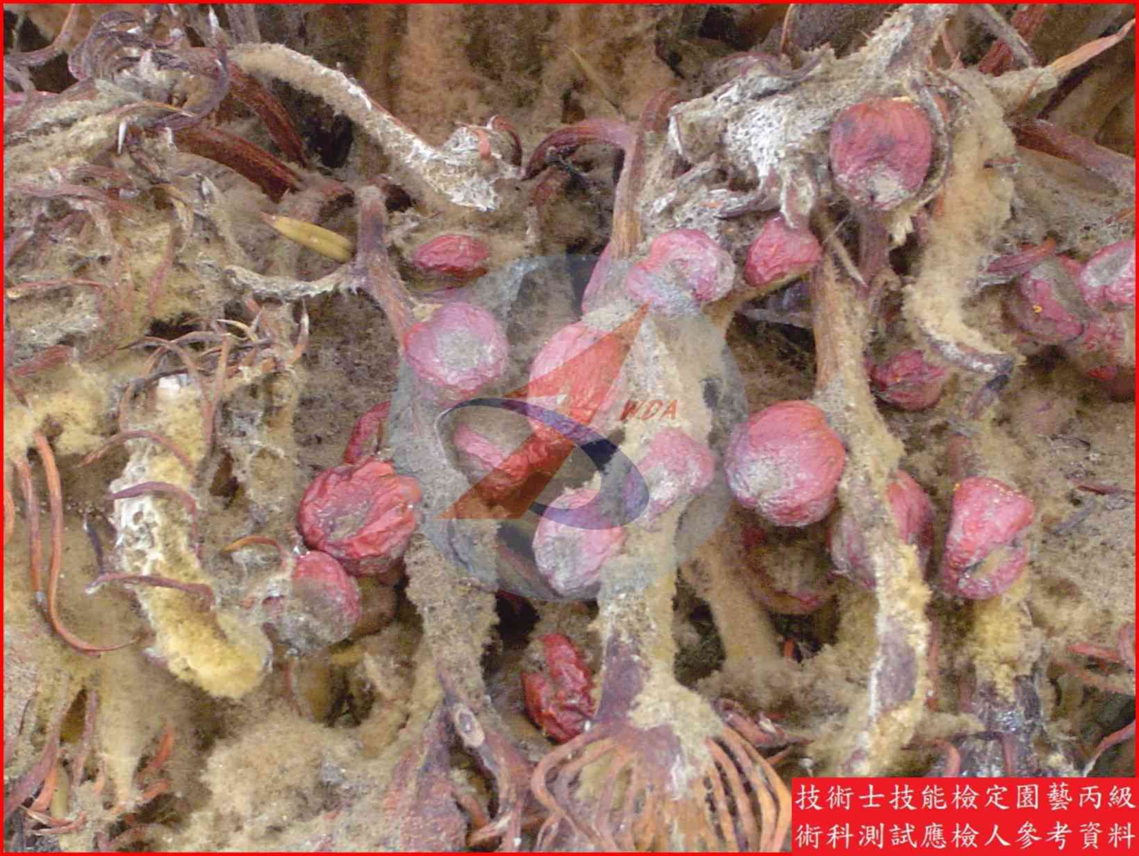 蘇鐵 園藝丙級識別圖片 7