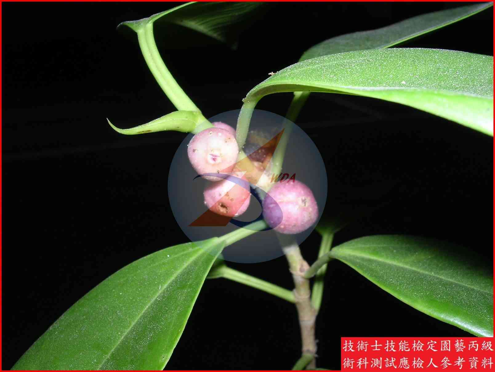 榕樹 園藝丙級辨識圖片