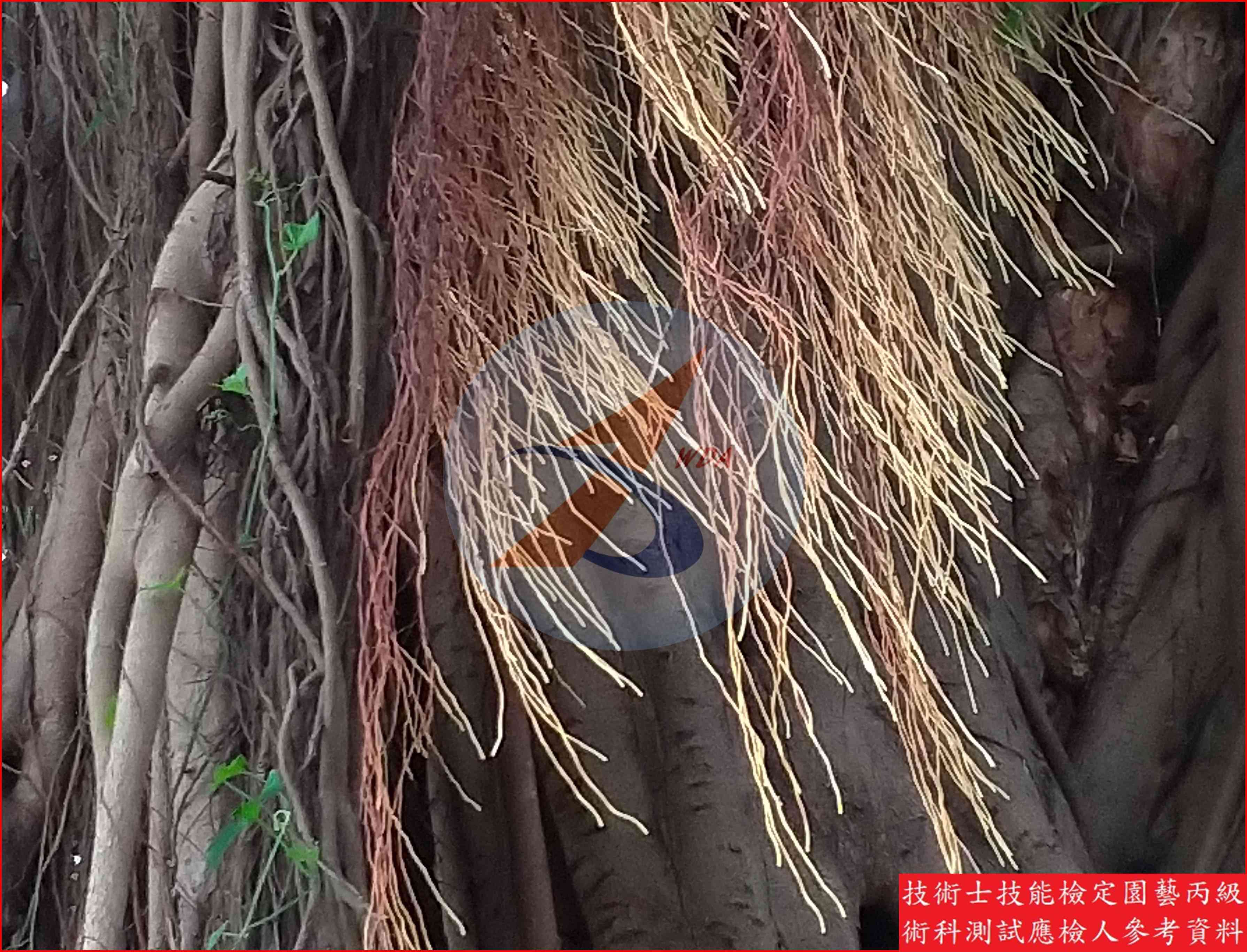 榕樹 園藝丙級識別圖片 2