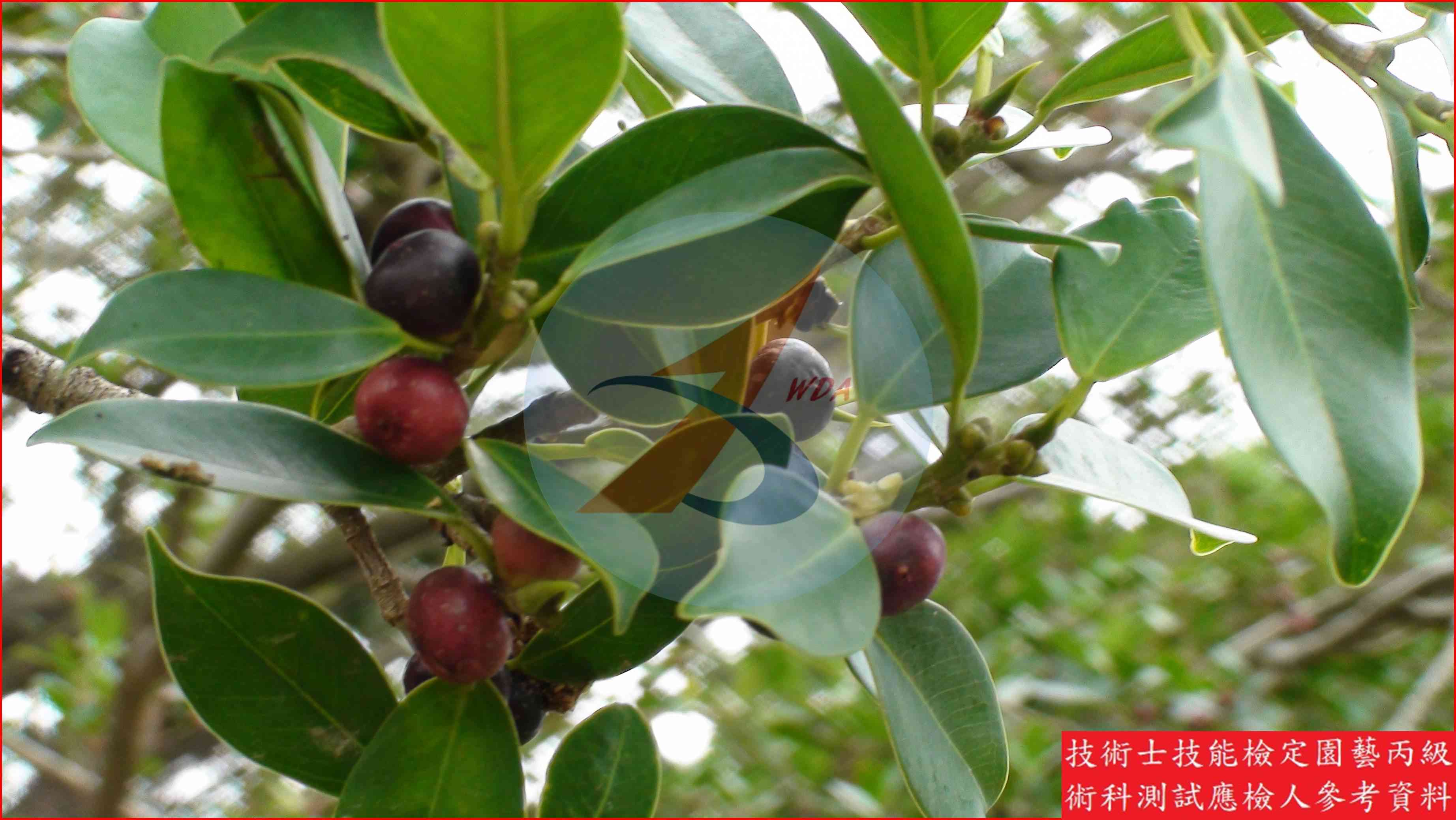 榕樹 園藝丙級識別圖片 3