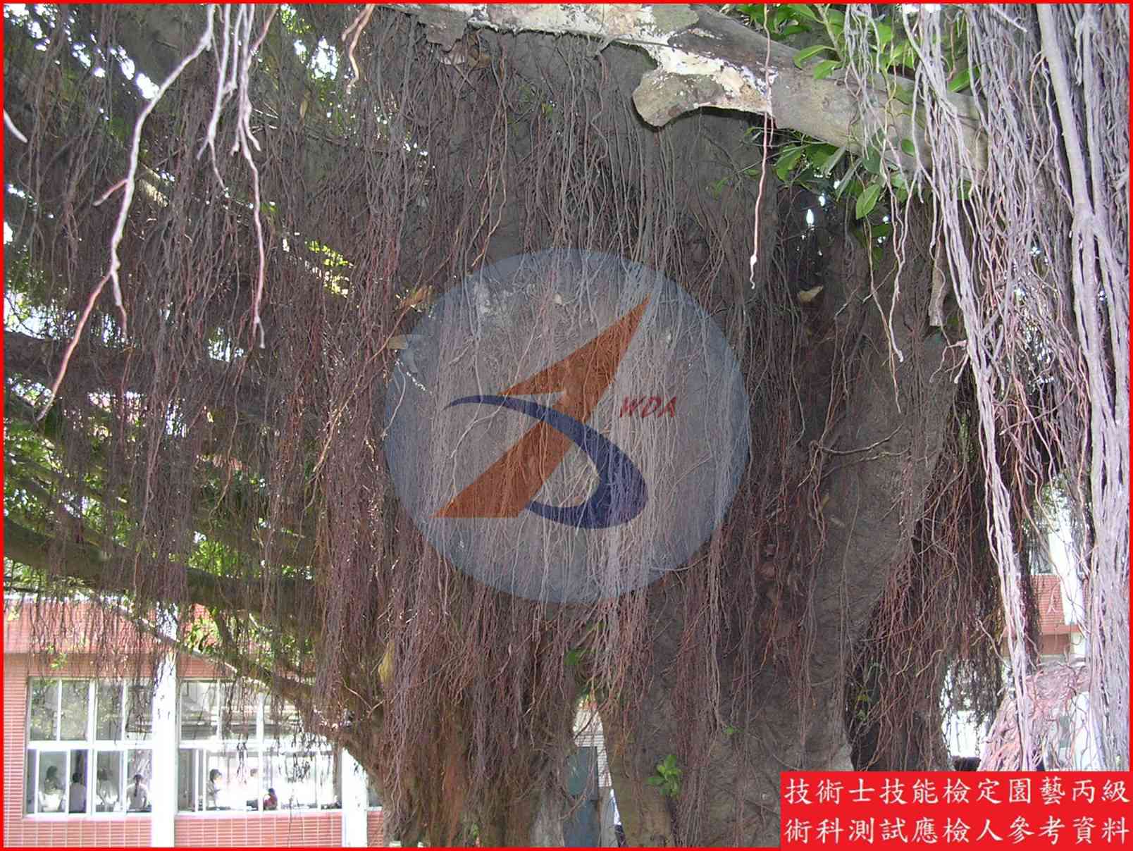 榕樹 園藝丙級識別圖片 4