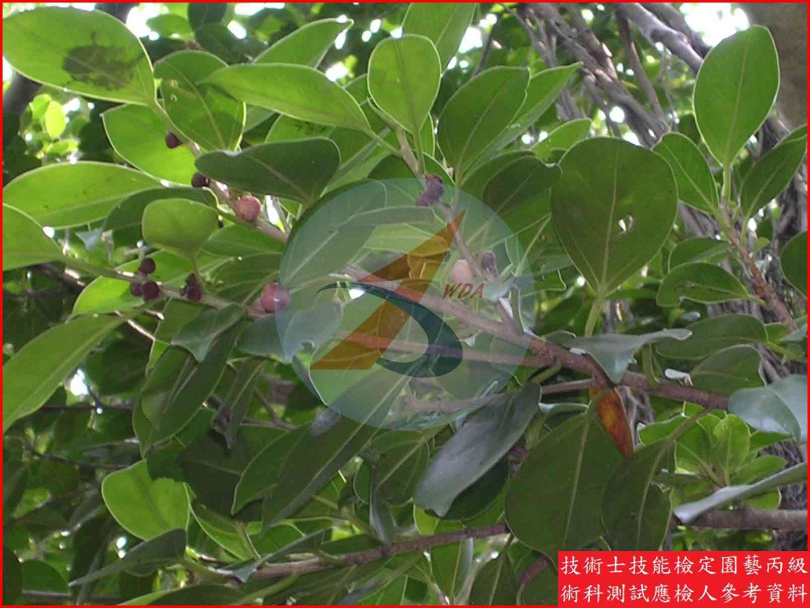 榕樹 園藝丙級識別圖片 5