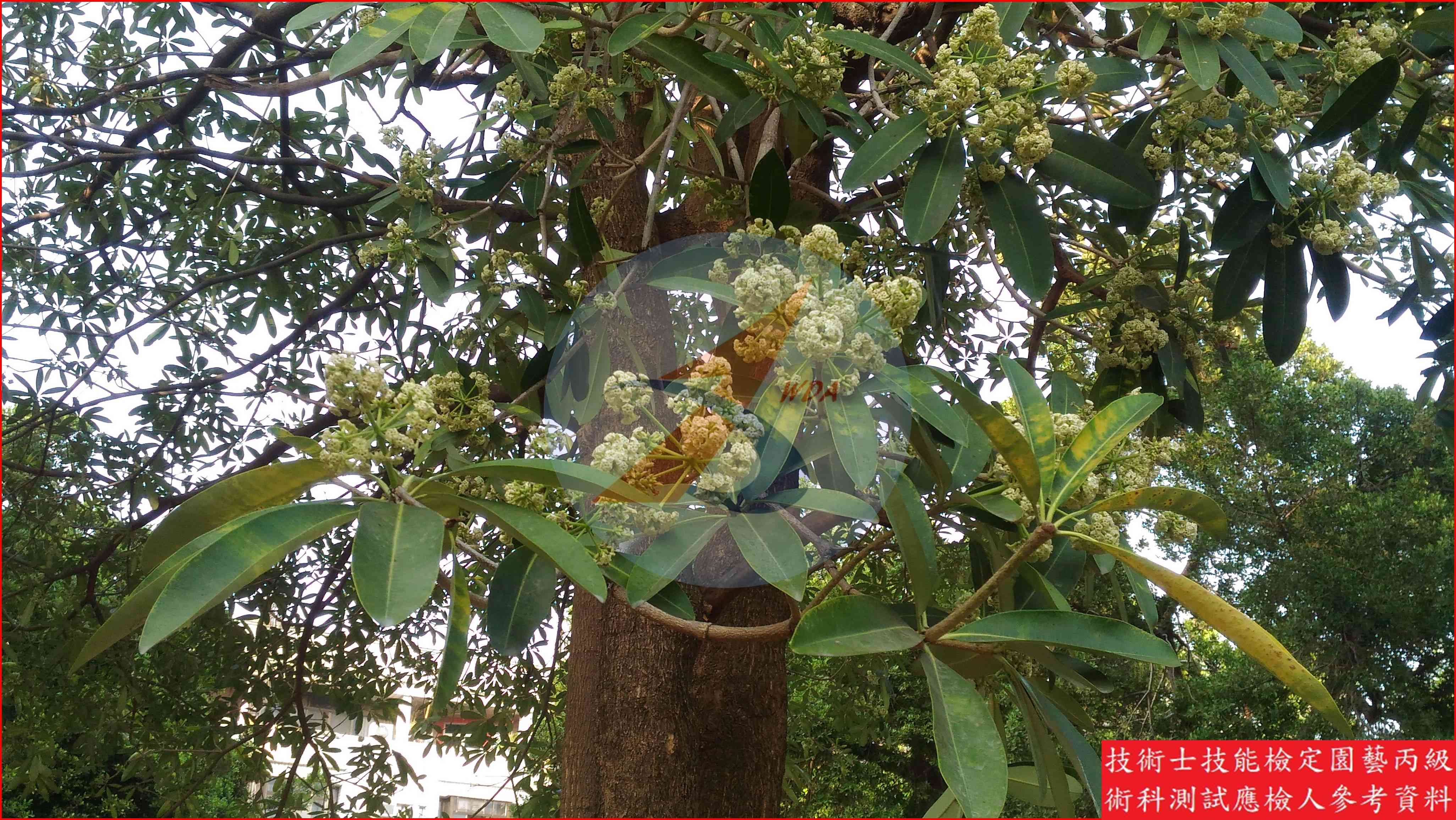 黑板樹 園藝丙級識別圖片 3