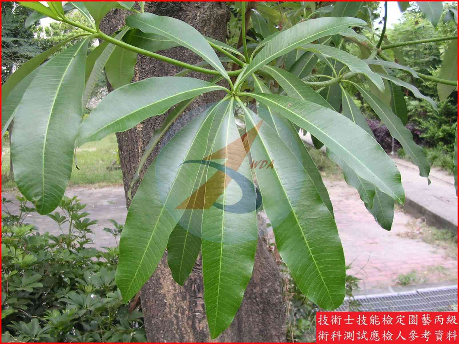黑板樹 園藝丙級識別圖片 4
