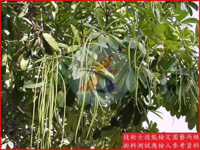黑板樹 園藝丙級識別圖片 5