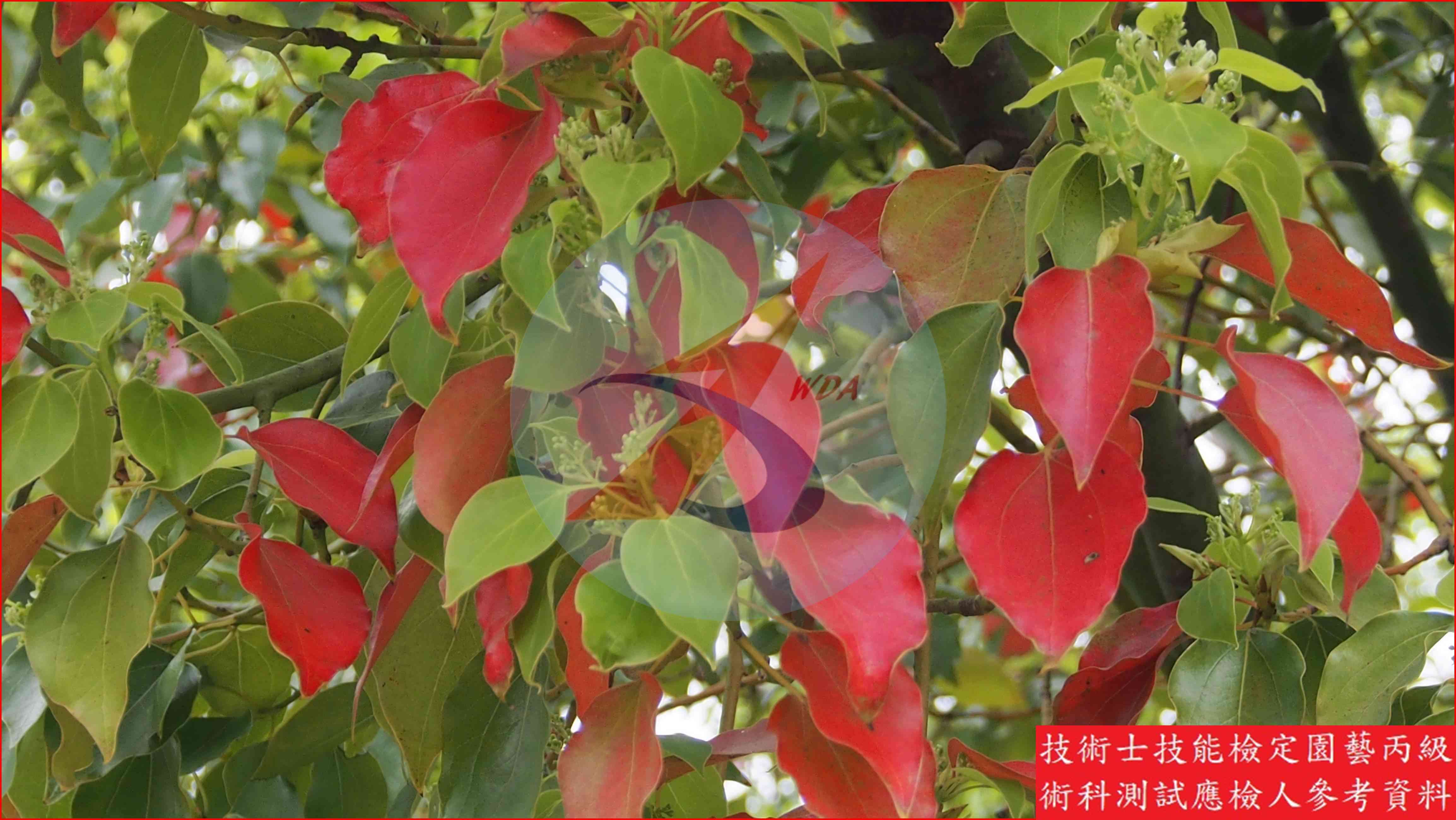 樟樹 園藝丙級辨識圖片