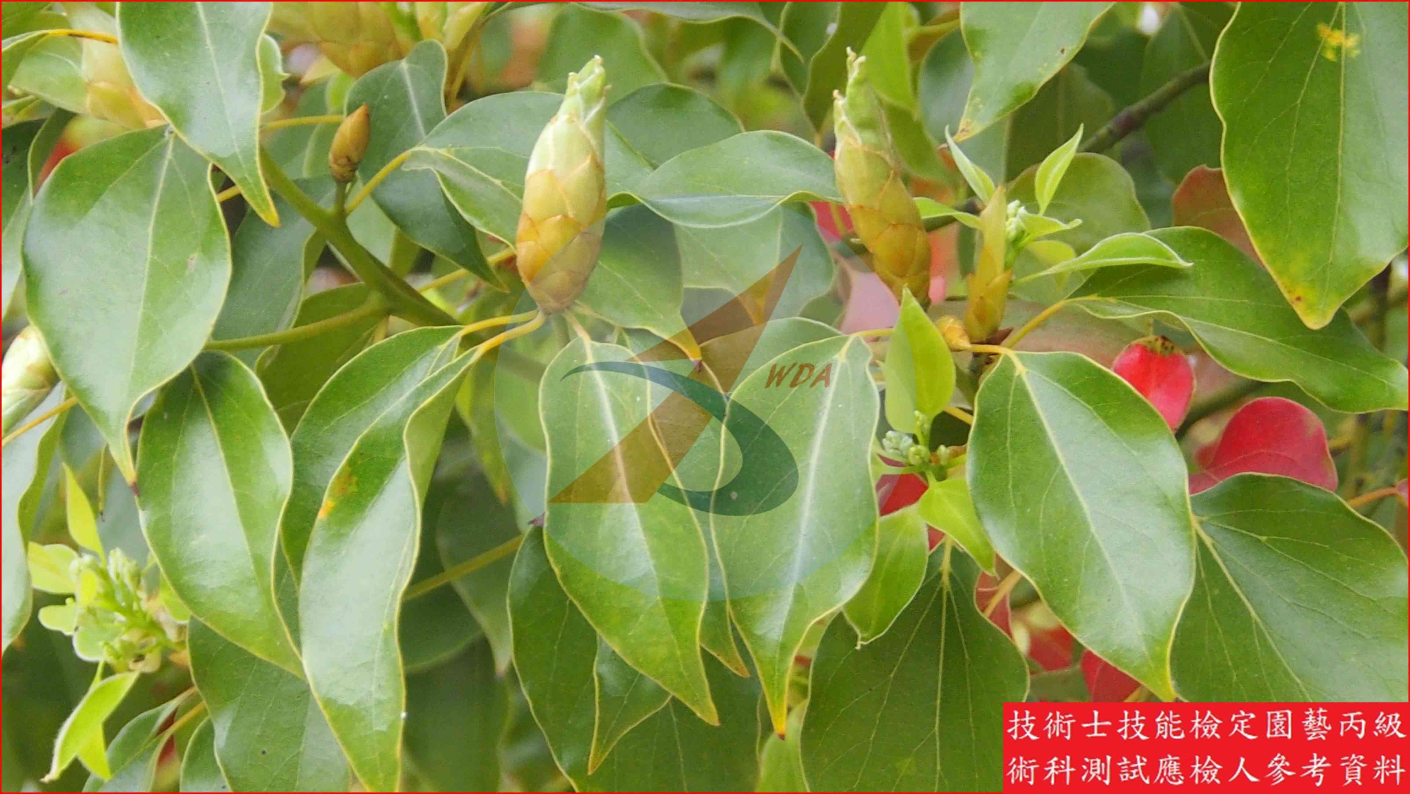 樟樹 園藝丙級識別圖片 2