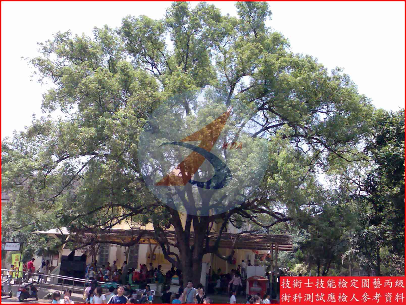樟樹 園藝丙級識別圖片 3