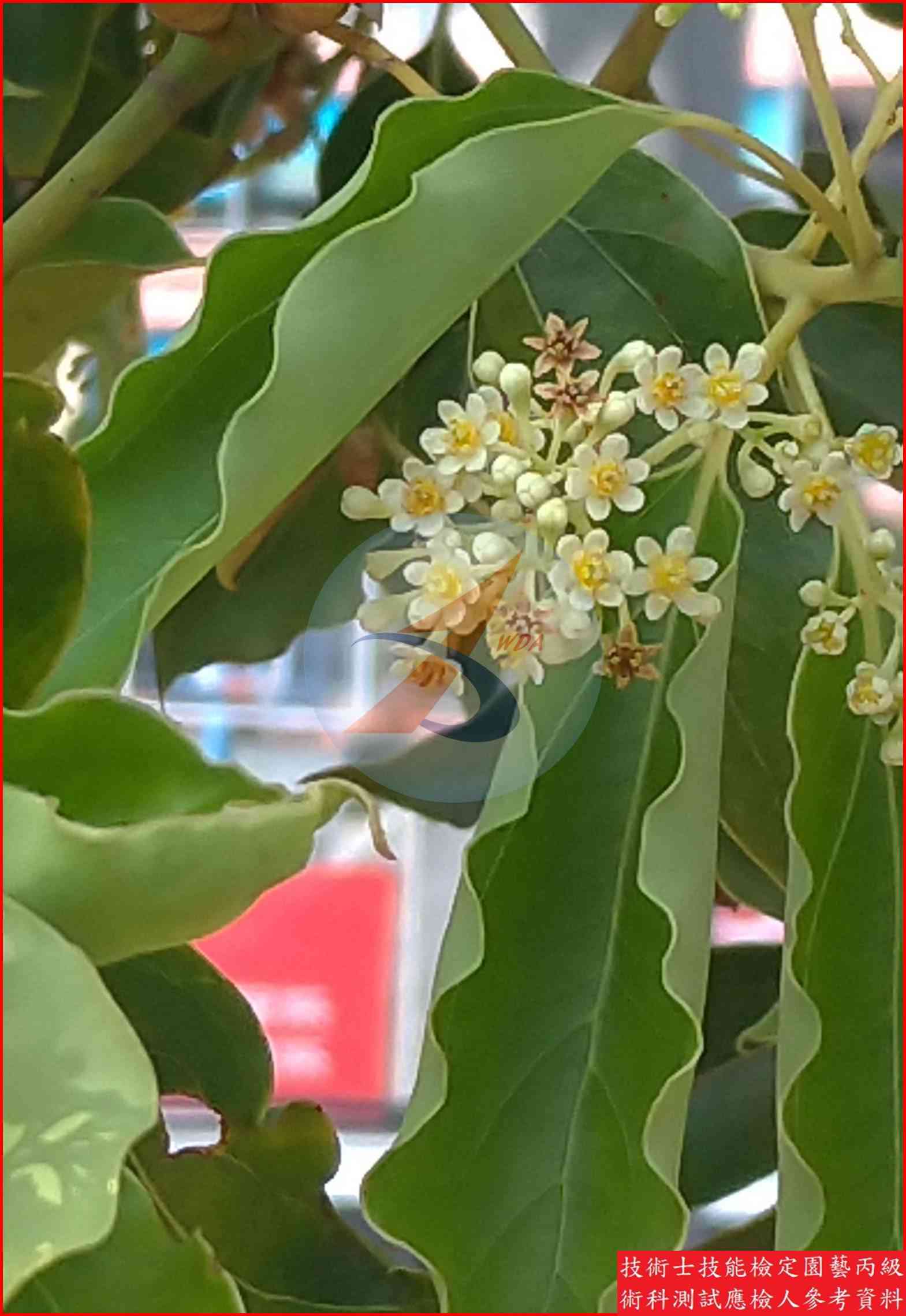 樟樹 園藝丙級識別圖片 4