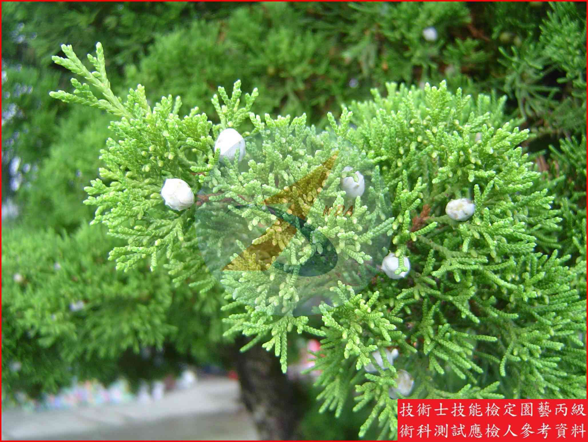 龍柏 園藝丙級辨識圖片