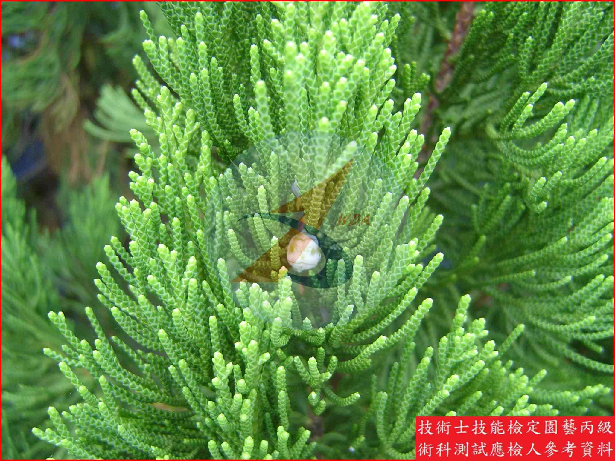 龍柏 園藝丙級識別圖片 2
