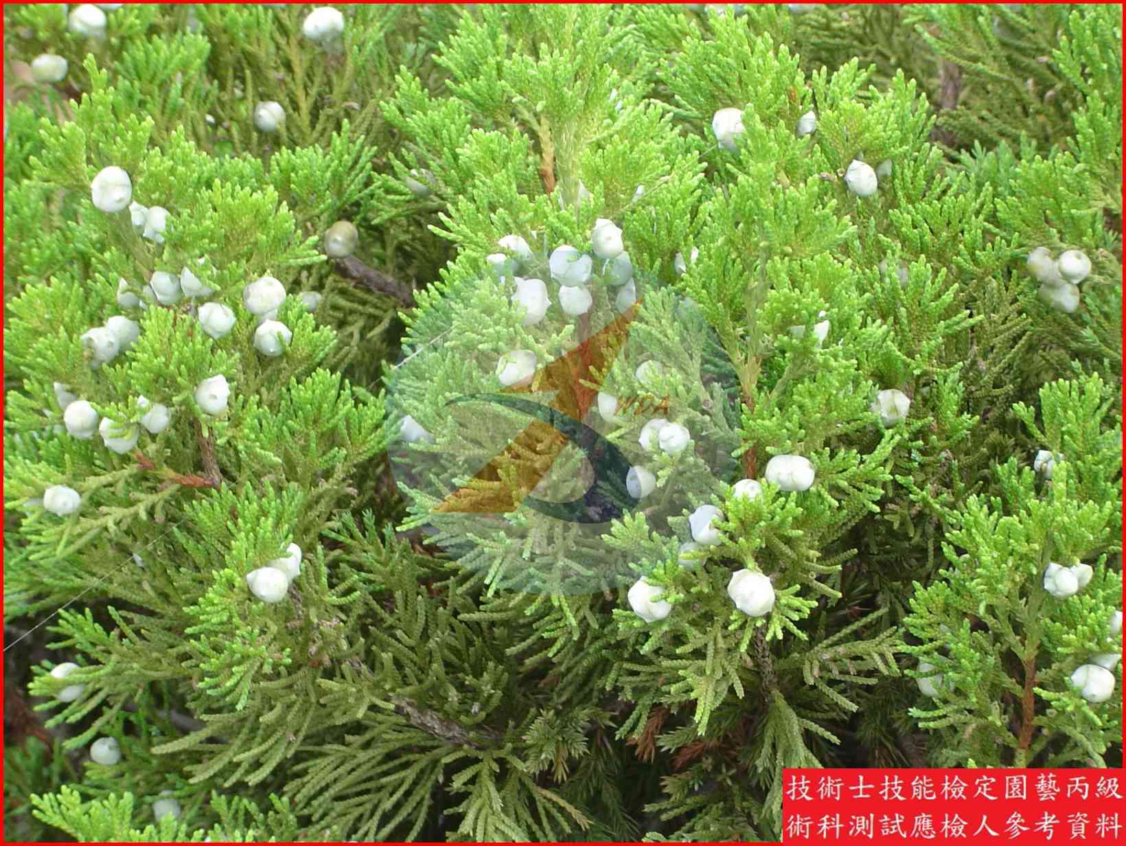 龍柏 園藝丙級識別圖片 4