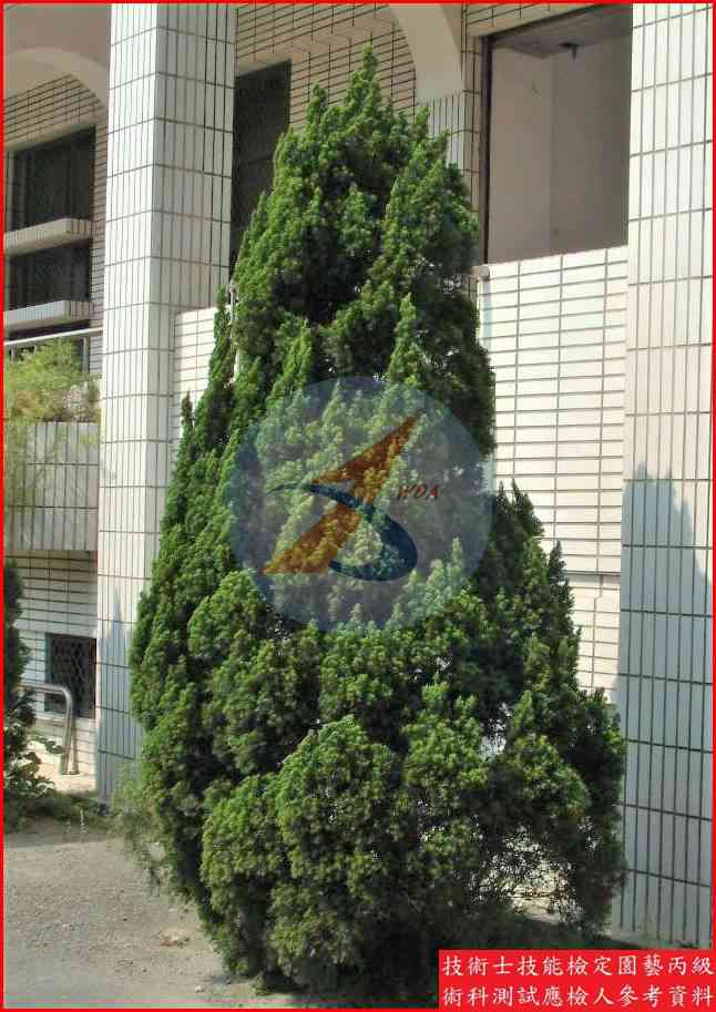 龍柏 園藝丙級識別圖片 5