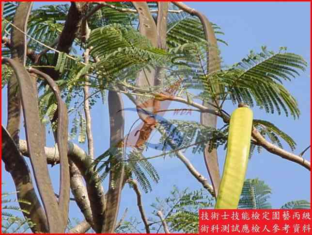 鳳凰木 / 阿勃勒 比較主圖