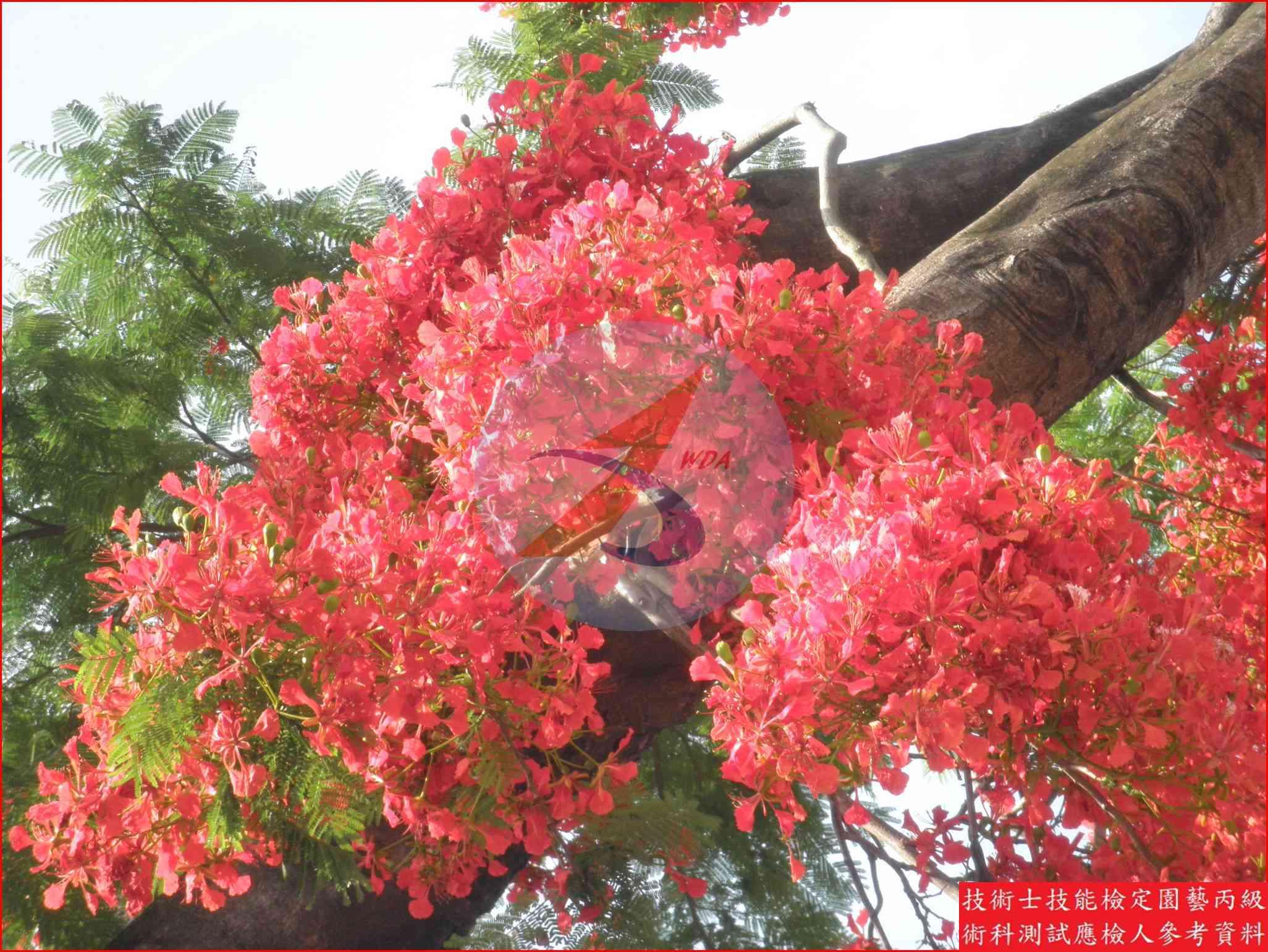 鳳凰木 園藝丙級識別圖片 3