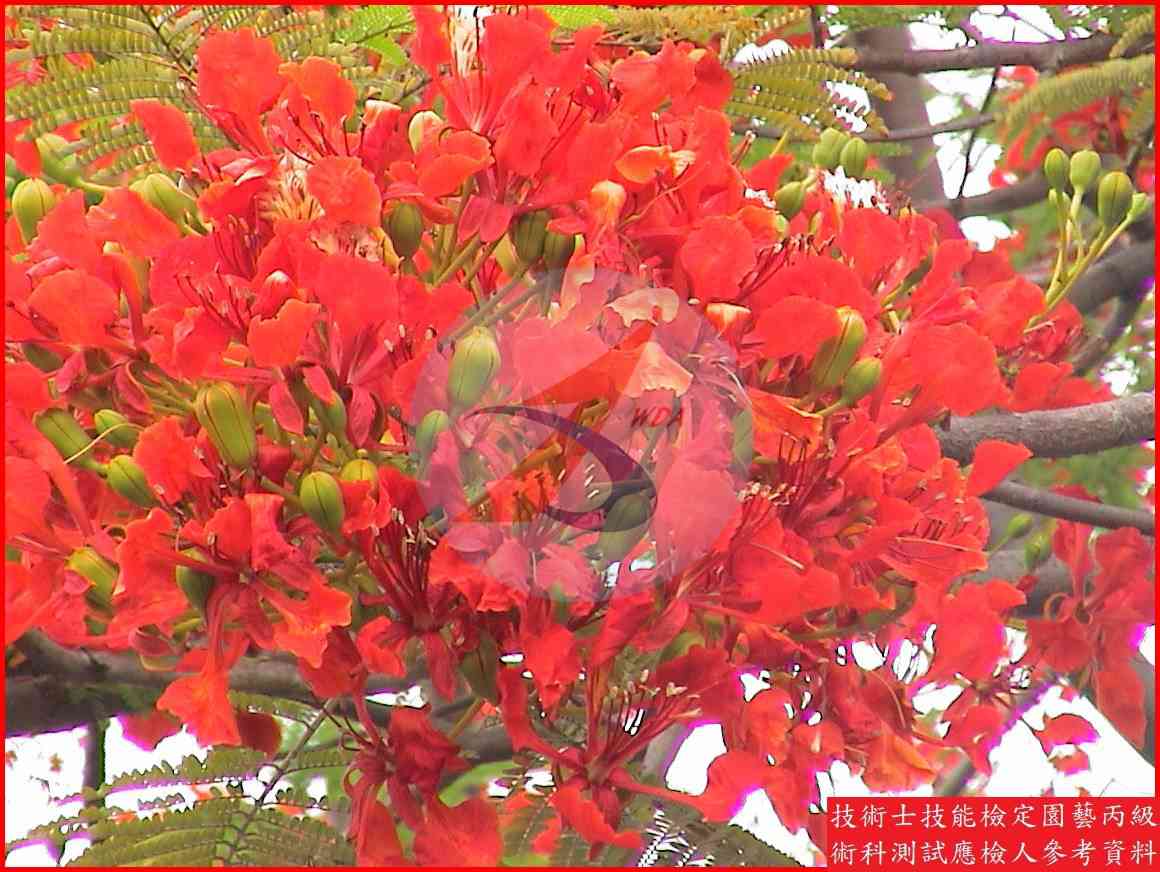 鳳凰木 園藝丙級識別圖片 4