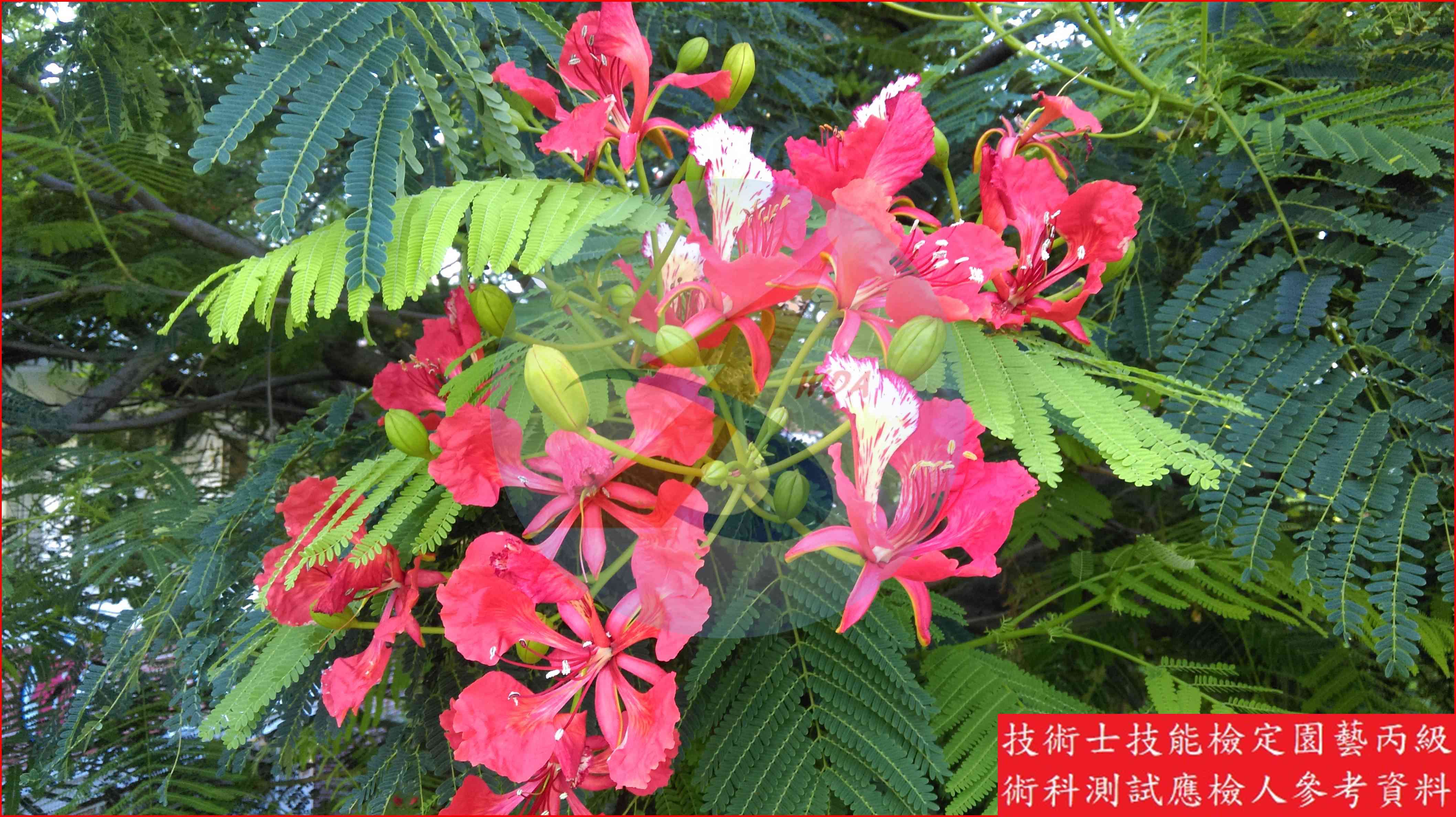 鳳凰木 園藝丙級識別圖片 5