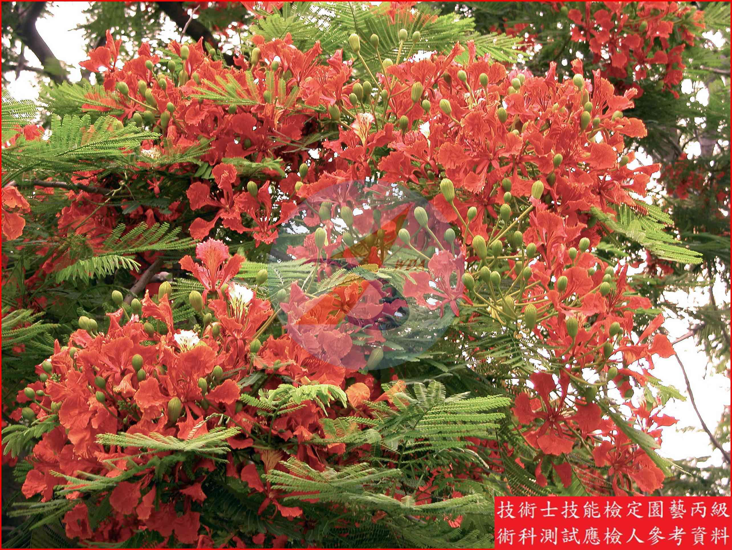 鳳凰木 園藝丙級識別圖片 6