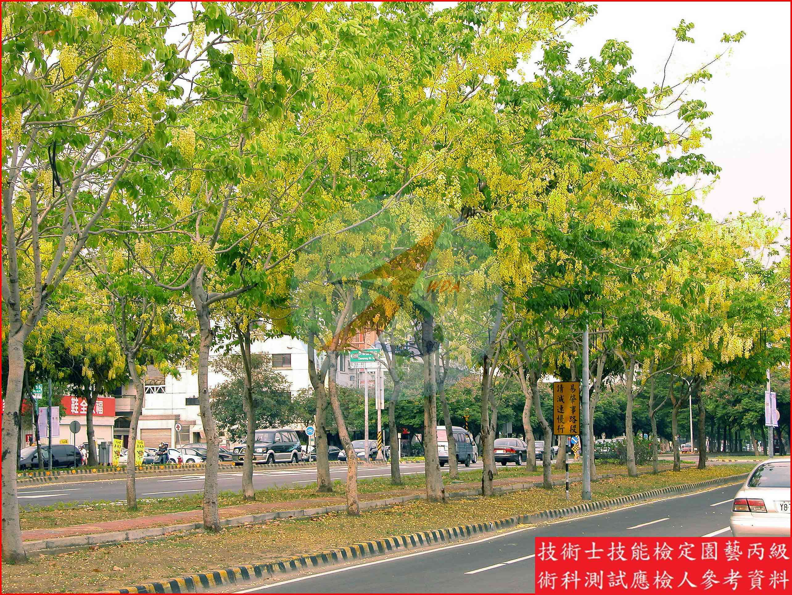 阿勃勒 園藝丙級辨識圖片