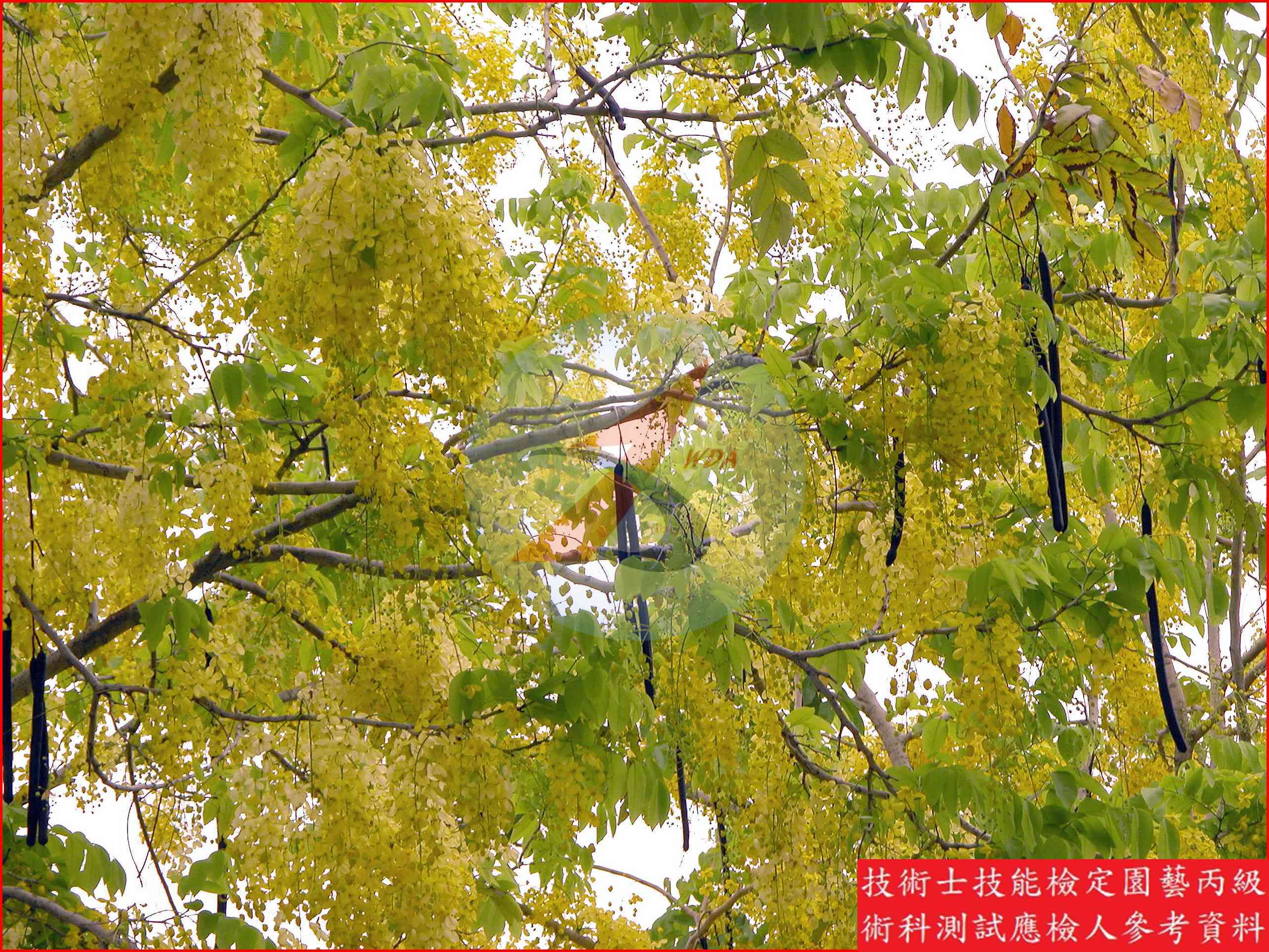 阿勃勒 園藝丙級識別圖片 8