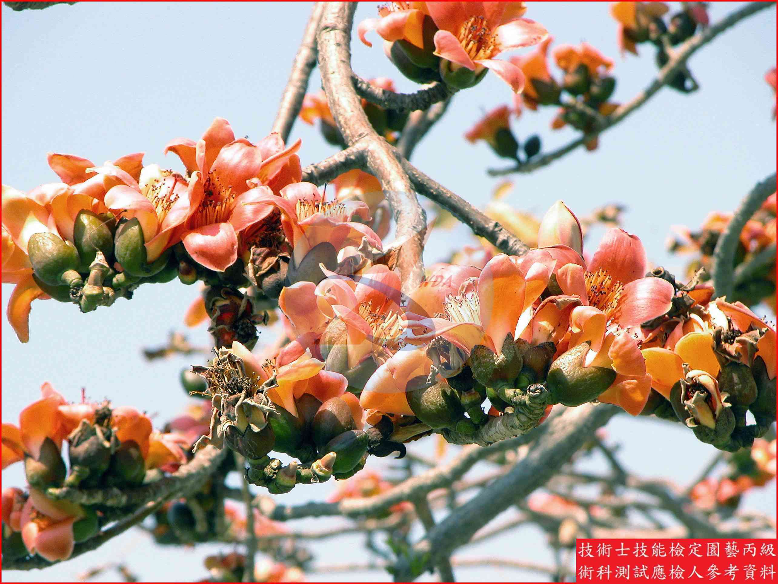 木棉 園藝丙級辨識圖片