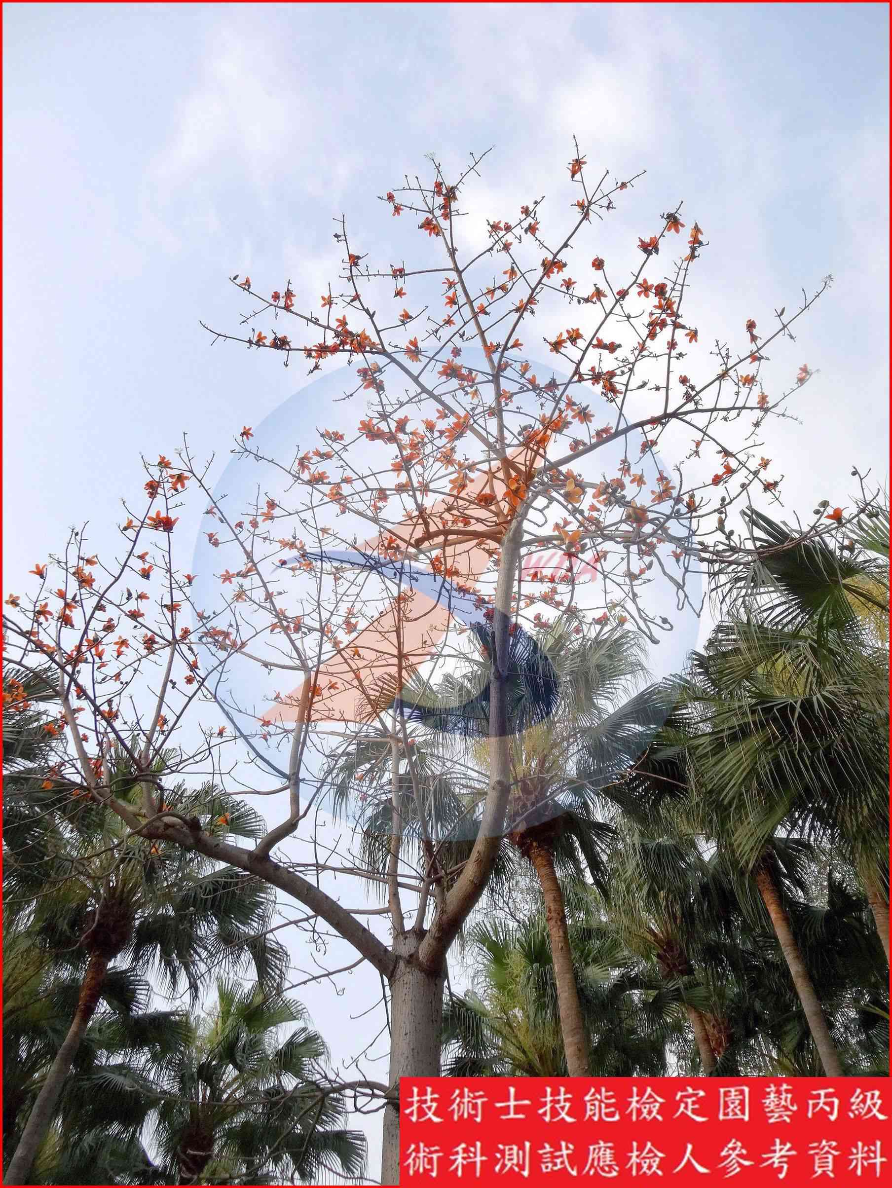 木棉 園藝丙級識別圖片 10